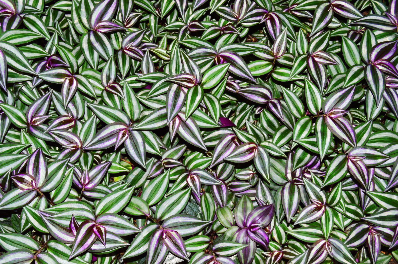 Nikon D3200 sample photo. Zebra plant, plants, natural photography