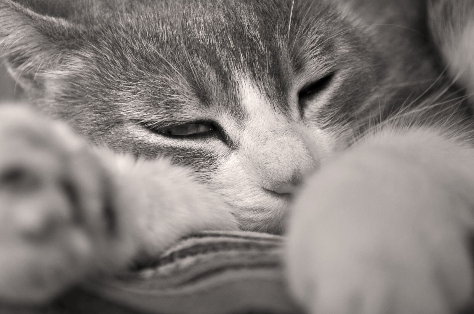 Nikon D5100 sample photo. Cat, animals, feline photography