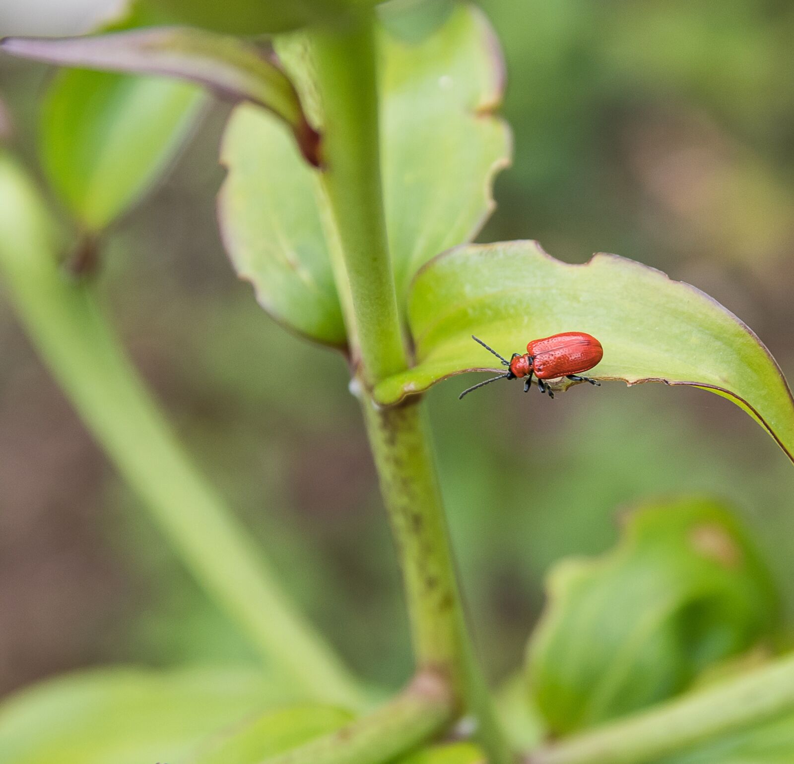 Canon EOS 80D sample photo. Fire beetle, beetle, insect photography