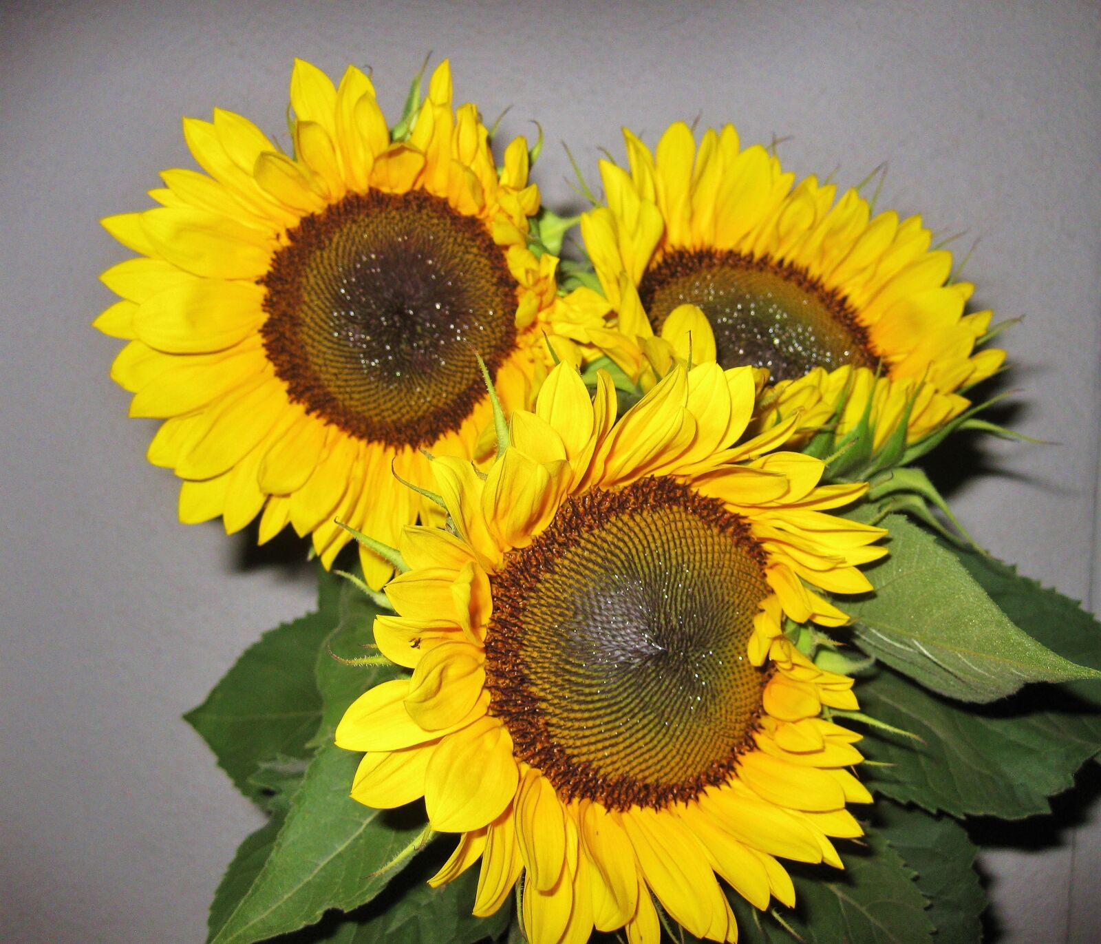 Canon PowerShot SD790 IS (Digital IXUS 90 IS / IXY Digital 95 IS) sample photo. Sunflower, flower, summer photography