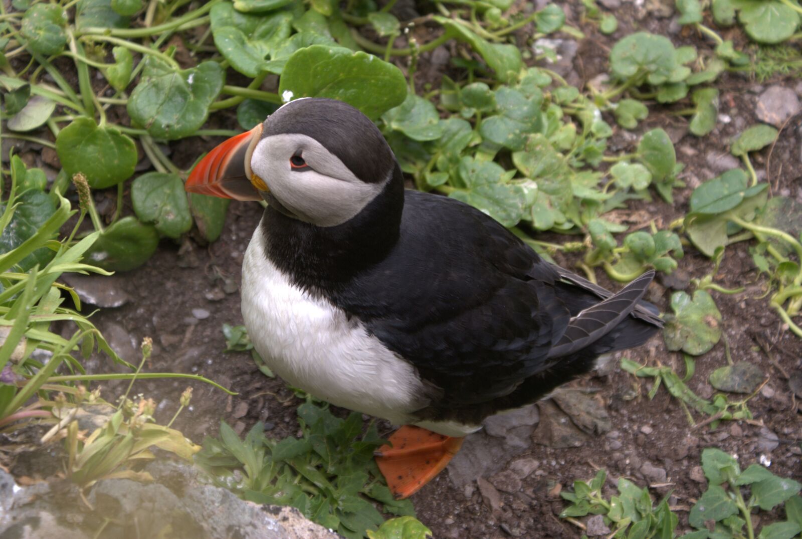 Sony Alpha DSLR-A200 sample photo. Puffin, puffins, skelligs photography