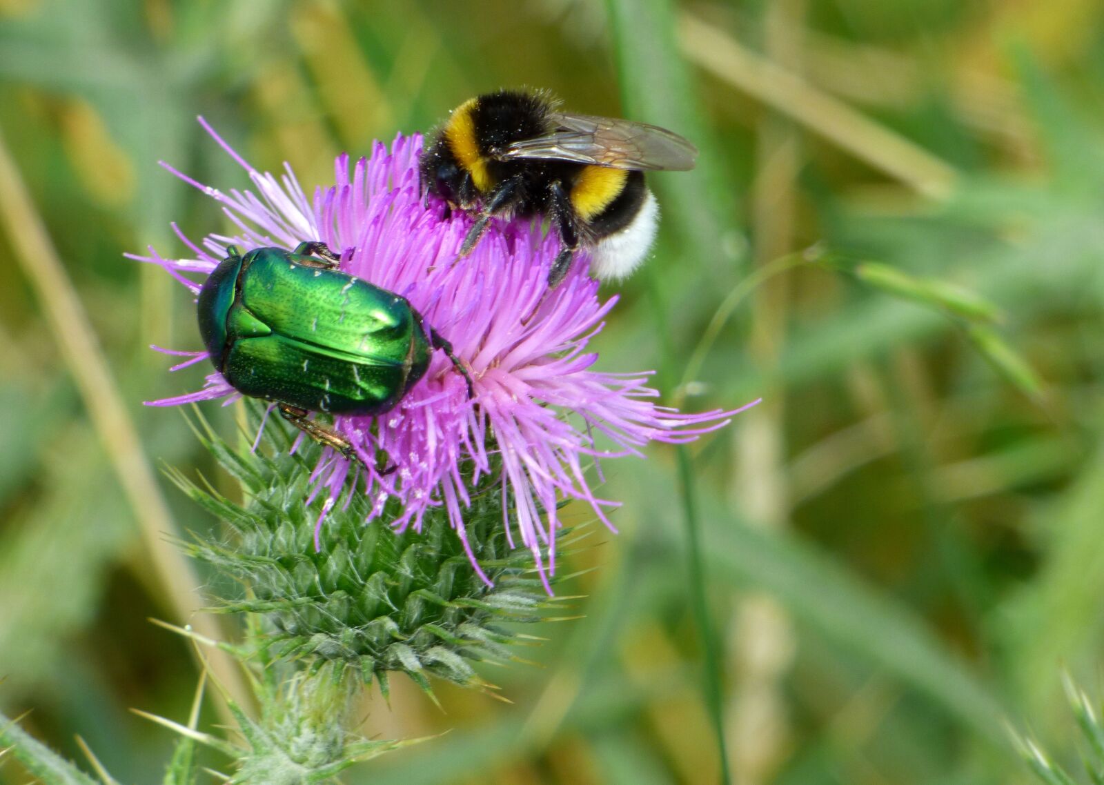 Panasonic DMC-FZ72 sample photo. Insects, flower, thistle photography