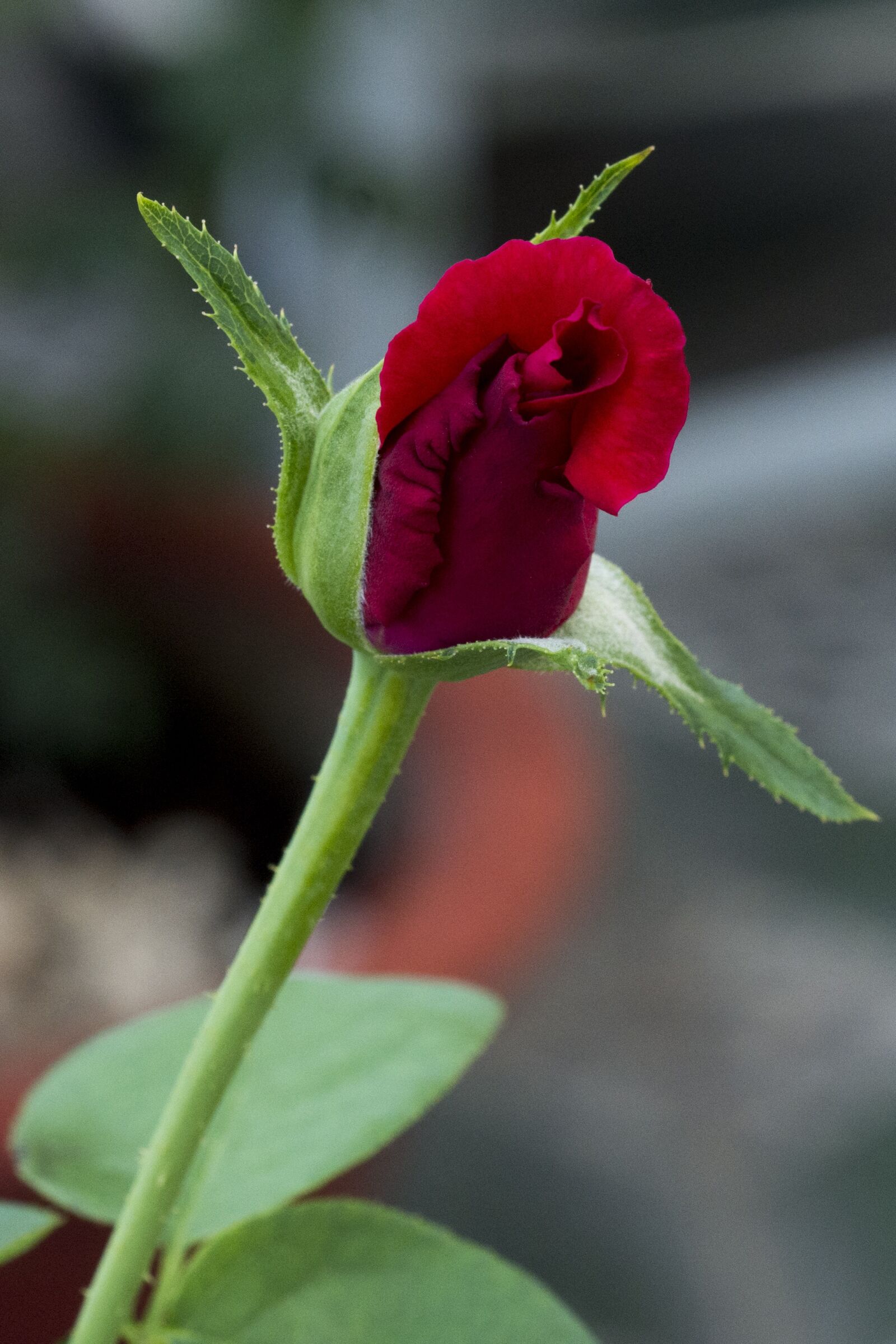 Nikon D7200 sample photo. Hoahong, rose, vietnam photography
