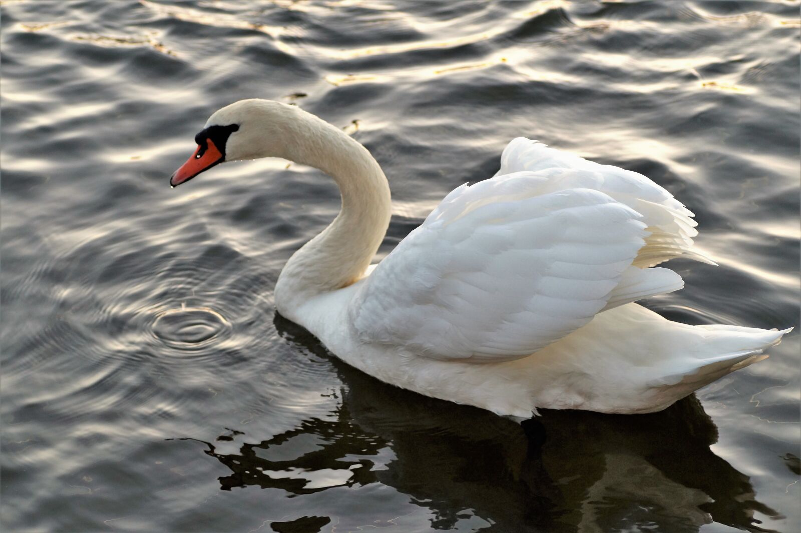 Sony SLT-A58 sample photo. Swan, white, water bird photography