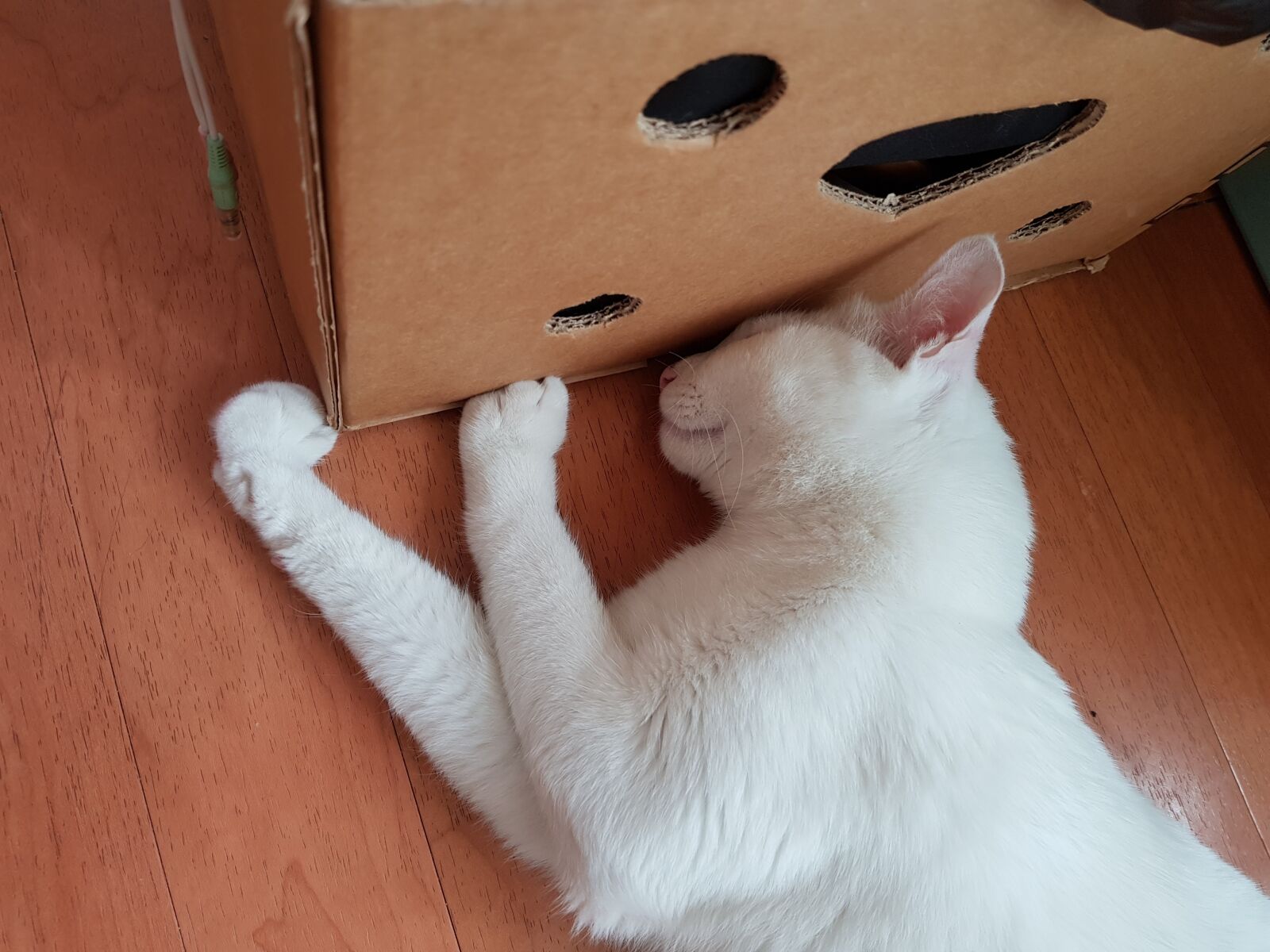 Samsung Galaxy S8+ sample photo. Cat, white cat, turkshi photography