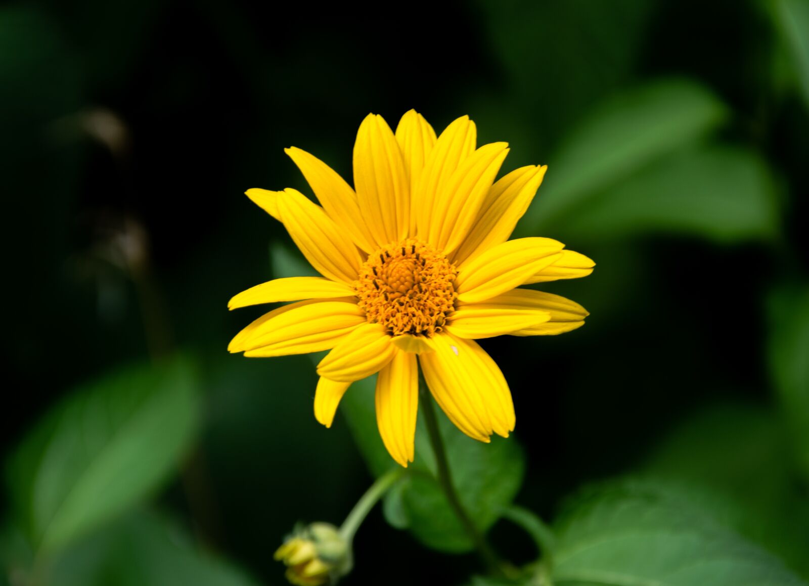 Nikon D5300 sample photo. Flower, plant, nature photography