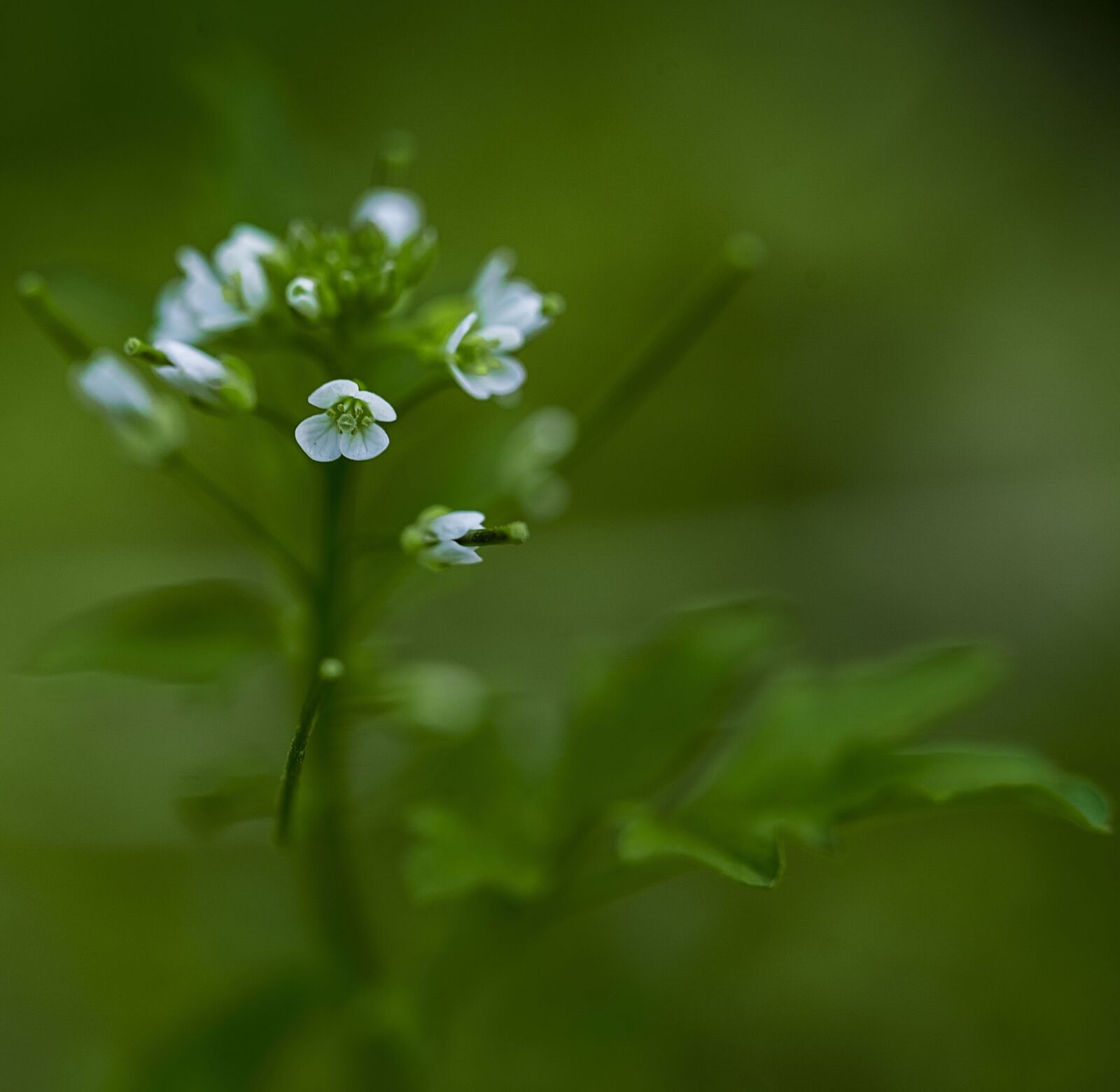 Sony a7R IV sample photo. Flower, spring, flowers photography
