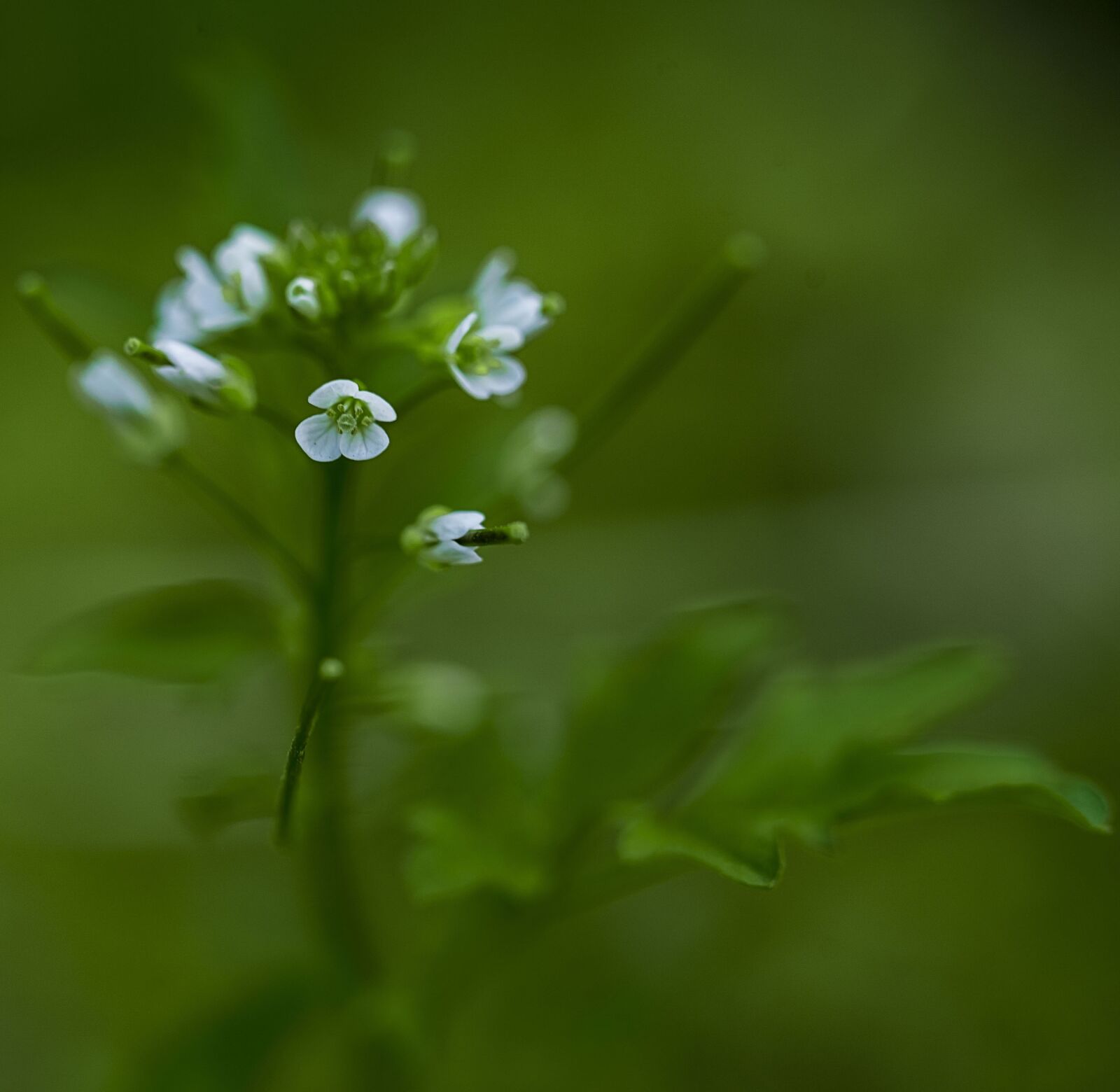 DT 100mm F2.8 SAM sample photo. Flower, spring, flowers photography