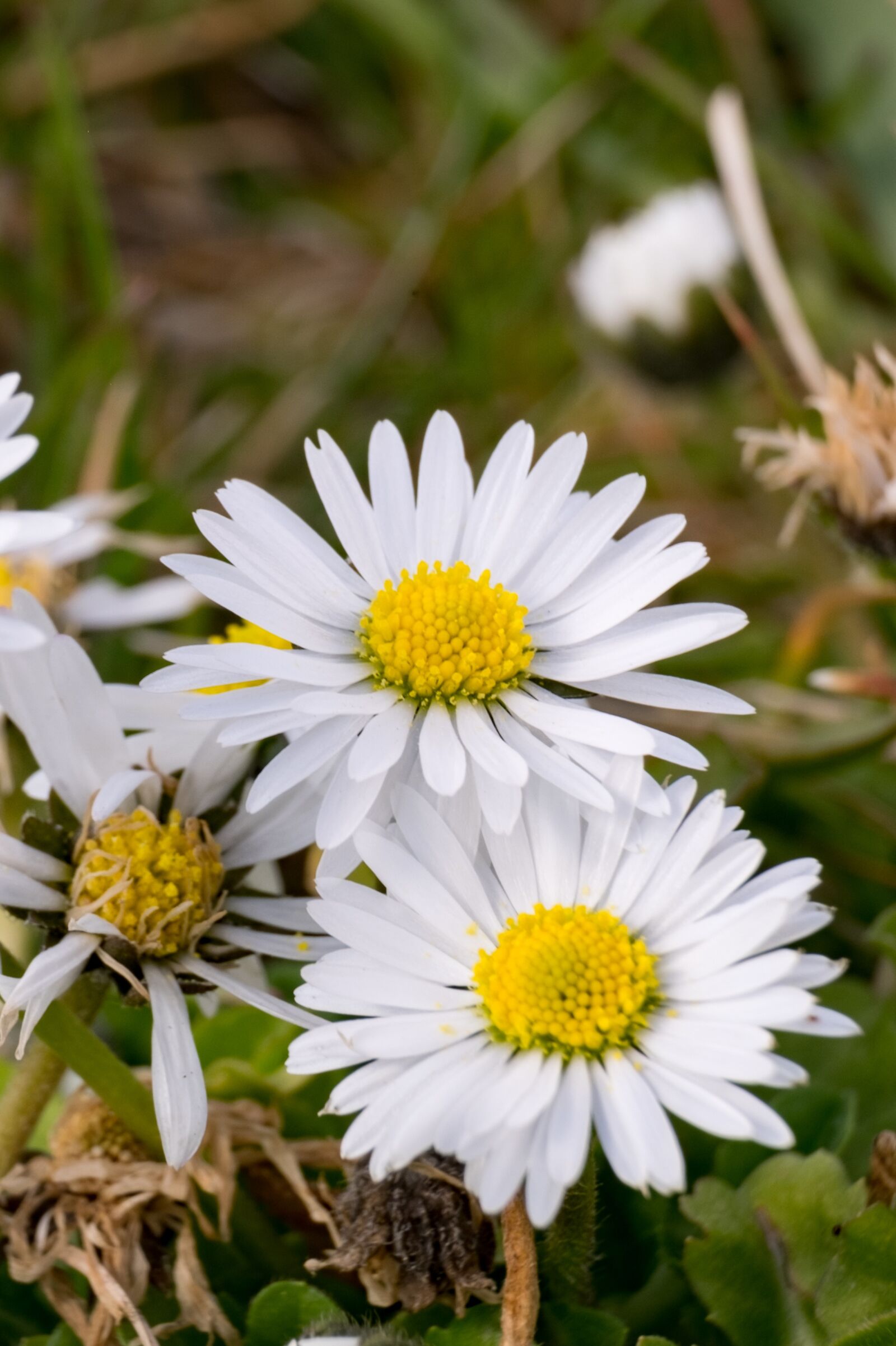 Fujifilm XF 55-200mm F3.5-4.8 R LM OIS sample photo. Flower, daisy, white photography