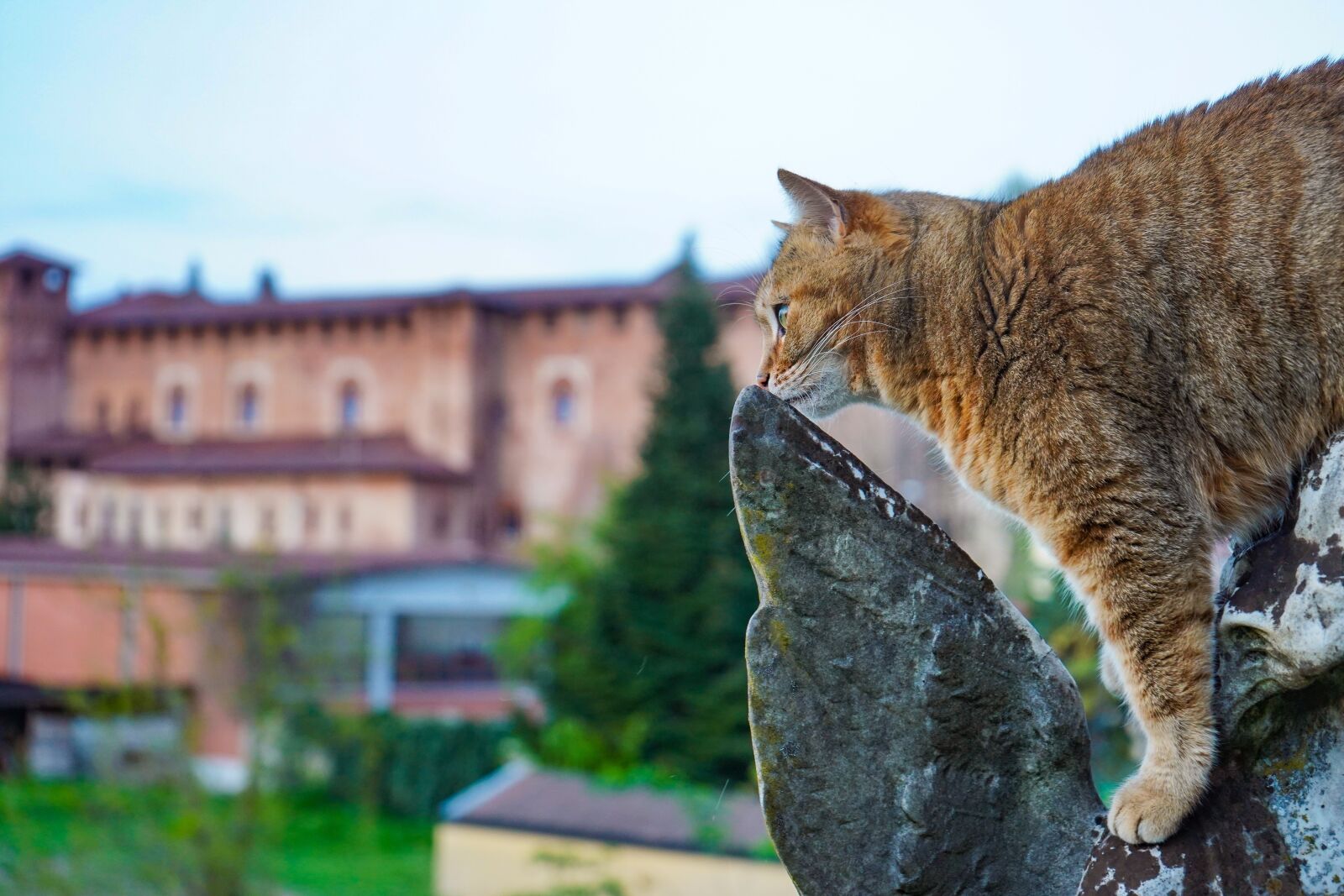 Sony FE 28-70mm F3.5-5.6 OSS sample photo. Cat, cat european, agility photography