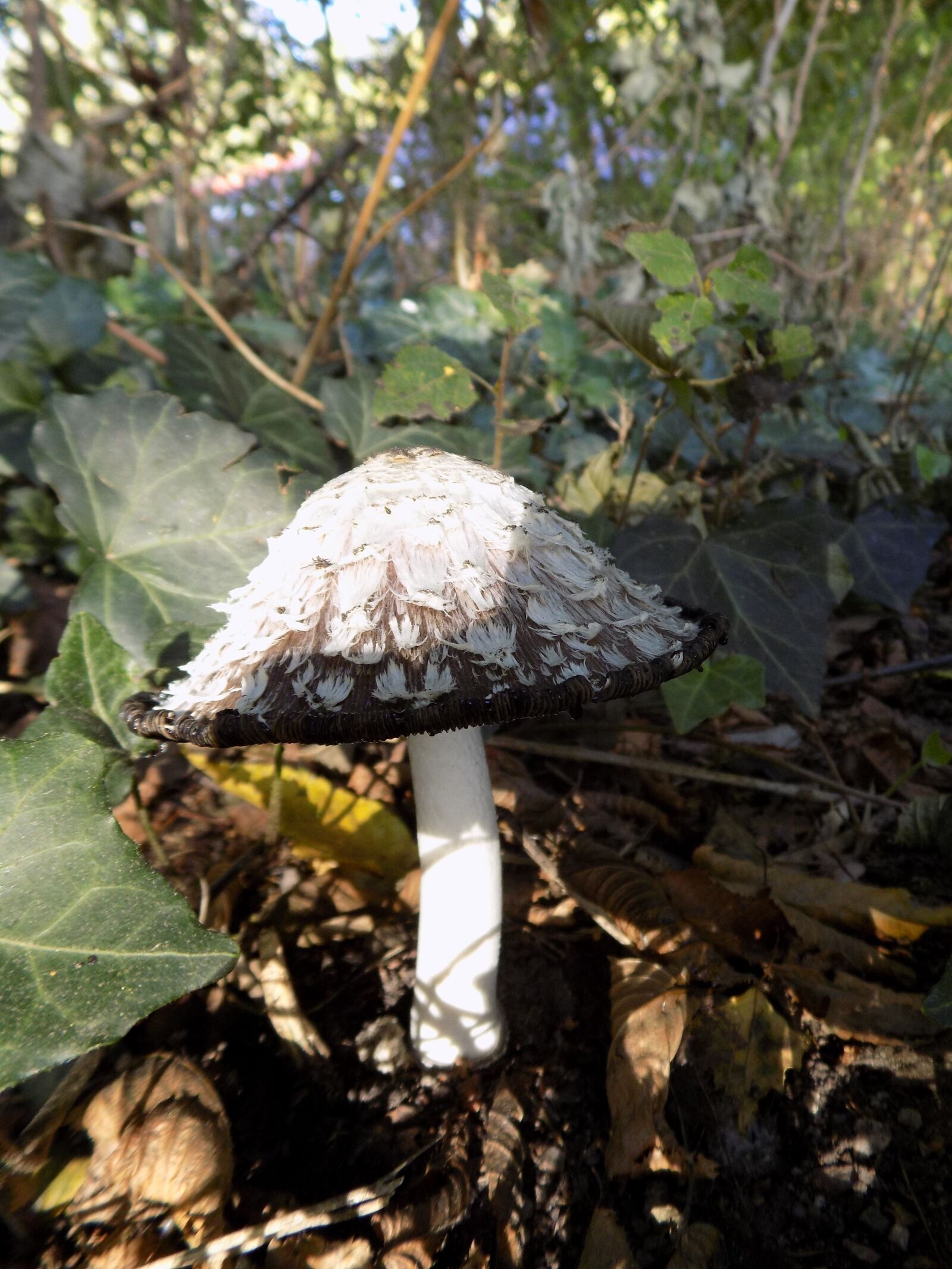 Nikon COOLPIX L340 sample photo. Mushroom, autumn, nature photography