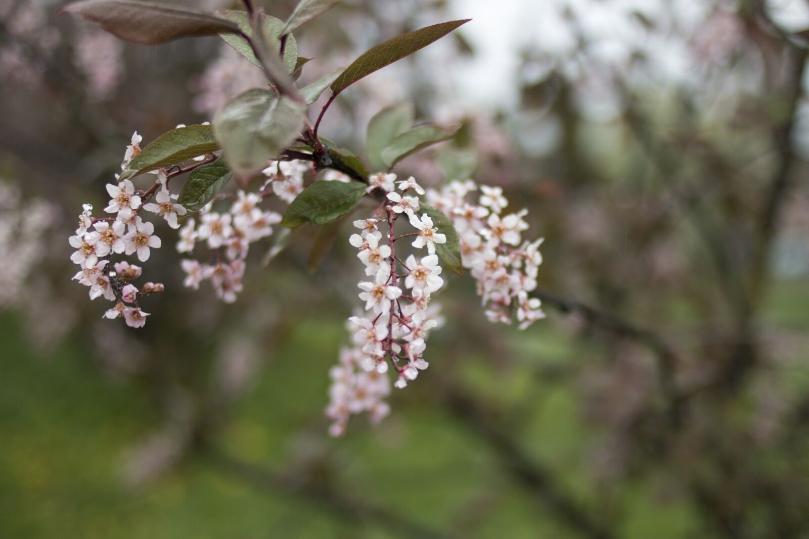 Canon EOS 70D + Canon EF 35mm F2 sample photo. Flower, spring, nature photography