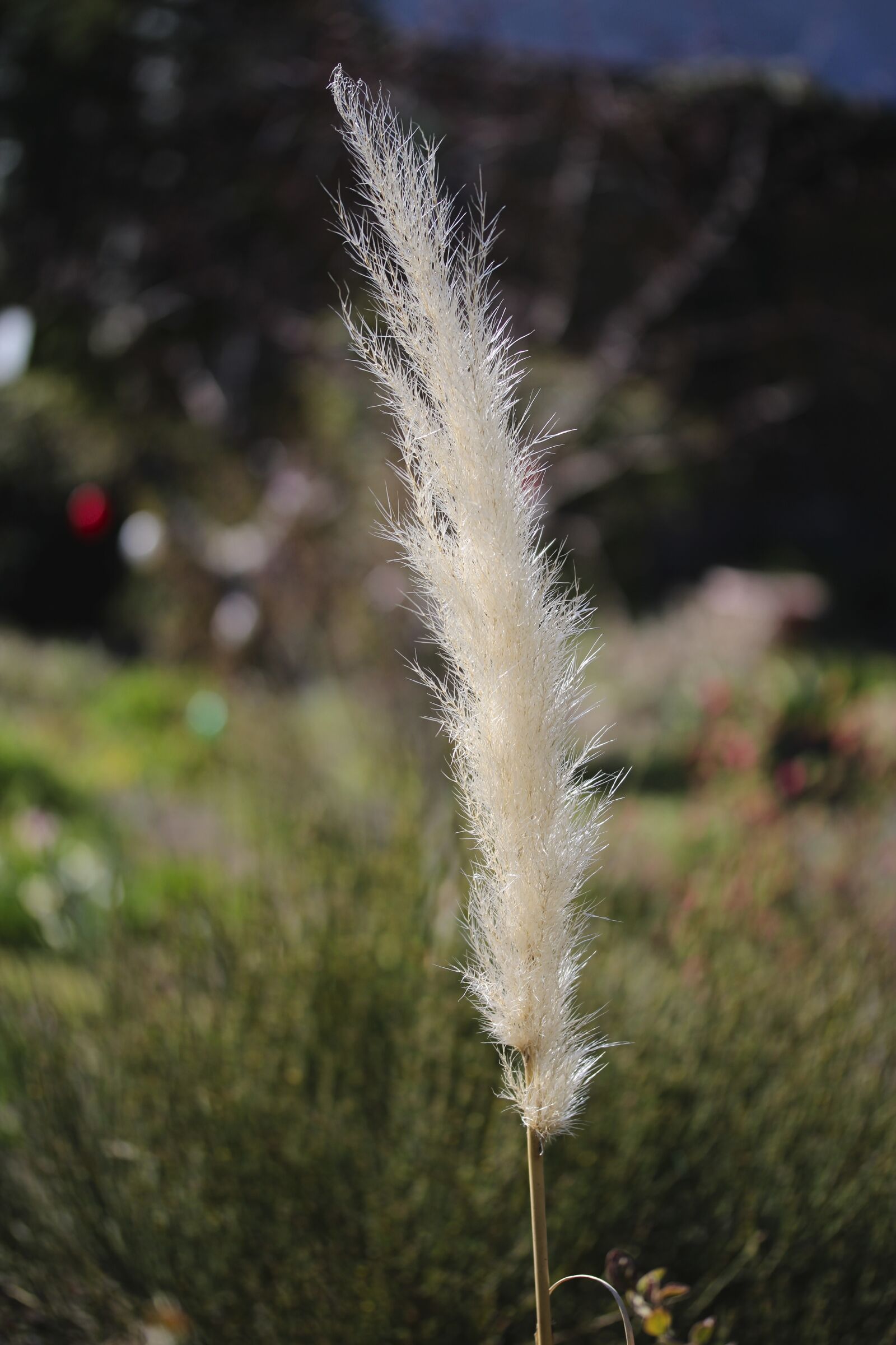Canon EF-S 60mm F2.8 Macro USM sample photo. Nature, reed, landscape photography