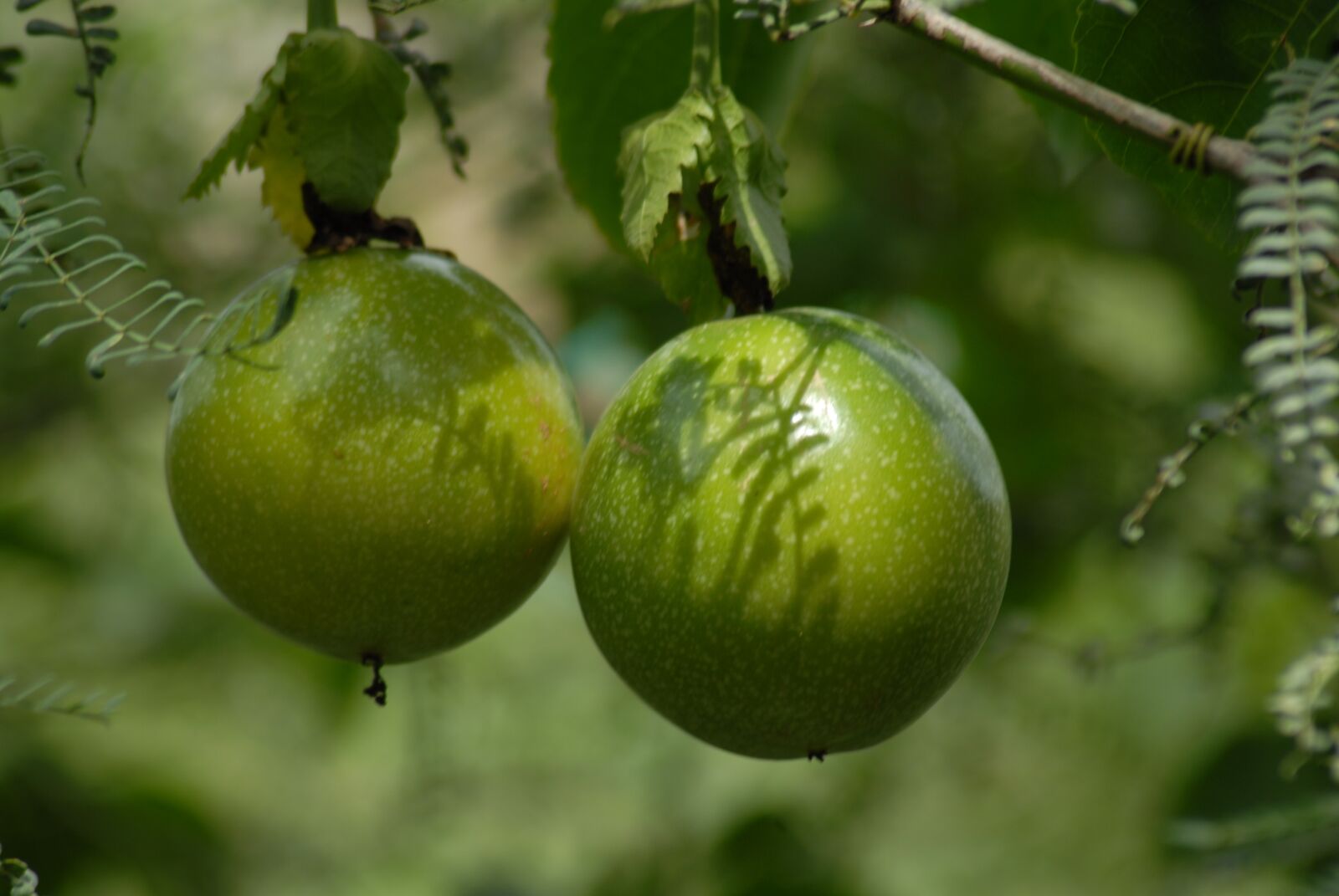 Nikon D200 sample photo. Fruit, passion fruit, plant photography