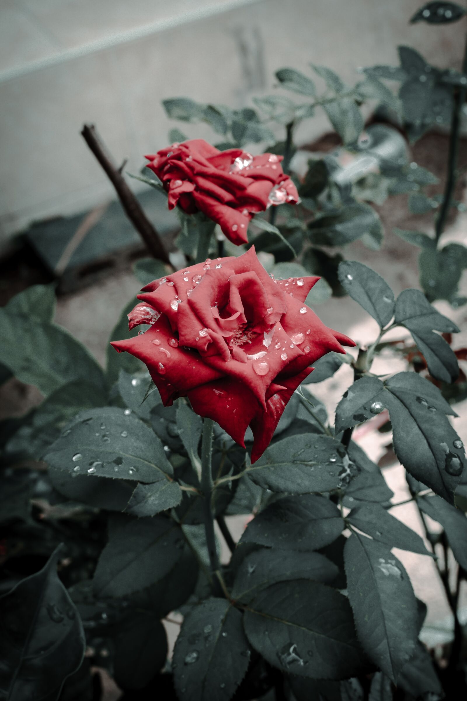 Canon EOS RP sample photo. Rose, flowers, a rose photography