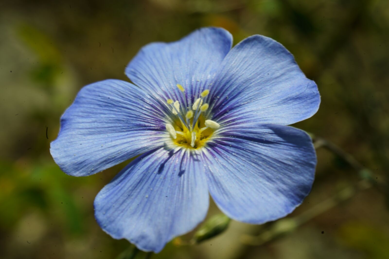 Sony FE 50mm F2.8 Macro sample photo. Plant, blue flower, summer photography
