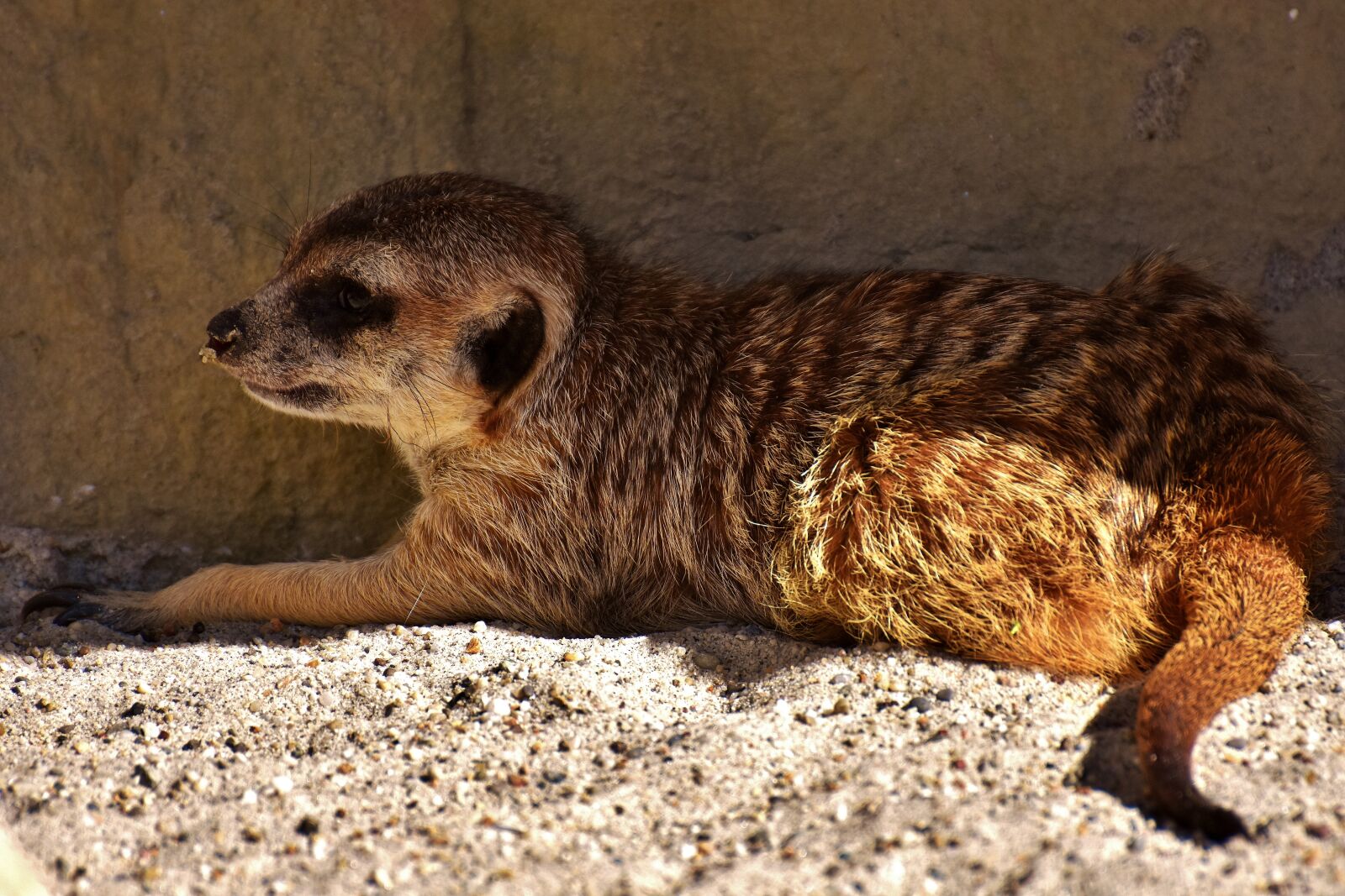 Nikon D7200 sample photo. Meerkat, cute, curious photography