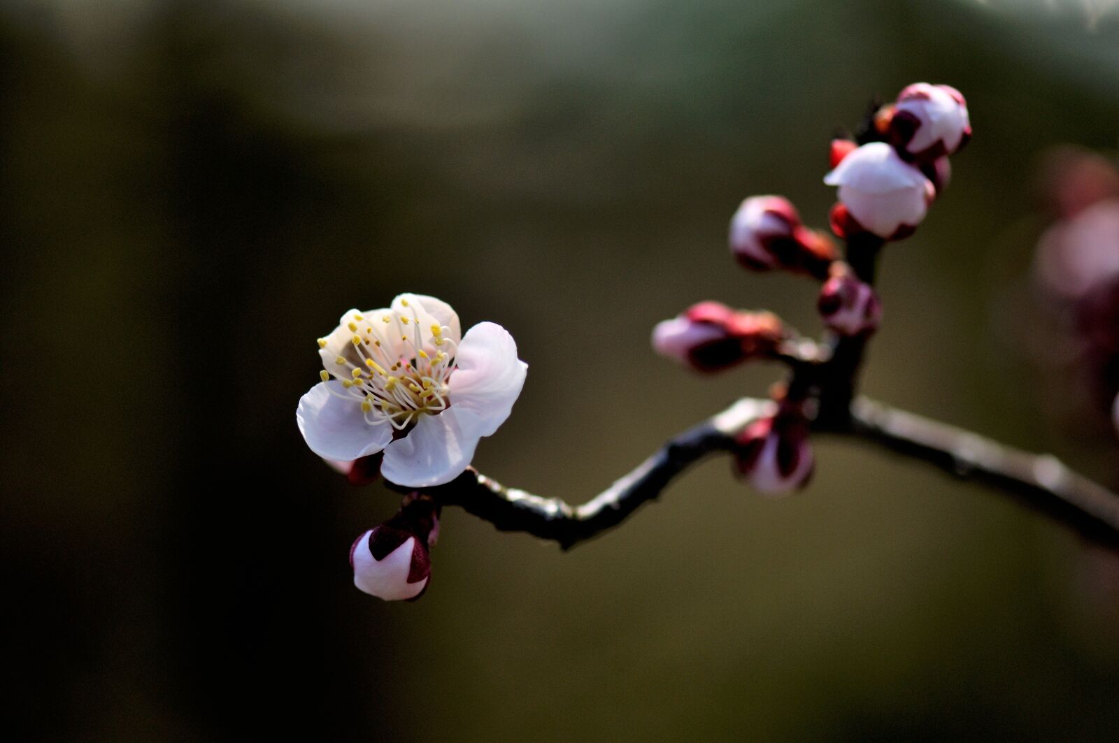 Nikon D300S sample photo. Cherry blossom, sakura, tree photography