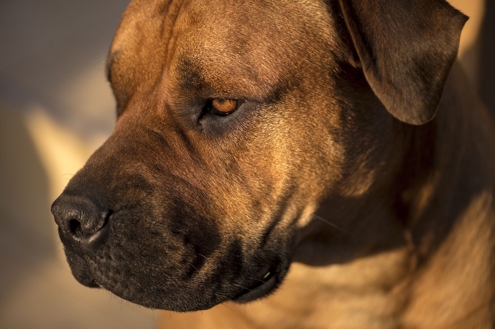 Nikon D4S sample photo. African boerboel, bull mastiff photography