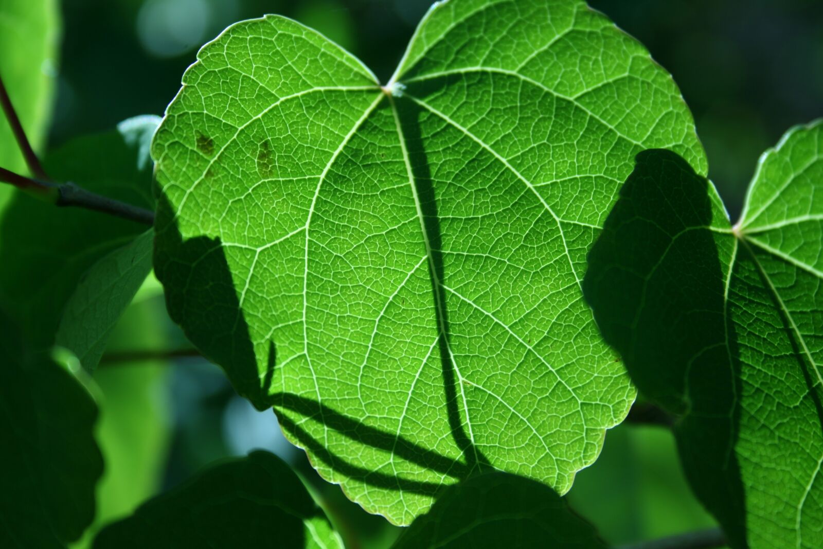 Canon EOS 400D (EOS Digital Rebel XTi / EOS Kiss Digital X) sample photo. Leaf, backlighting, summer photography