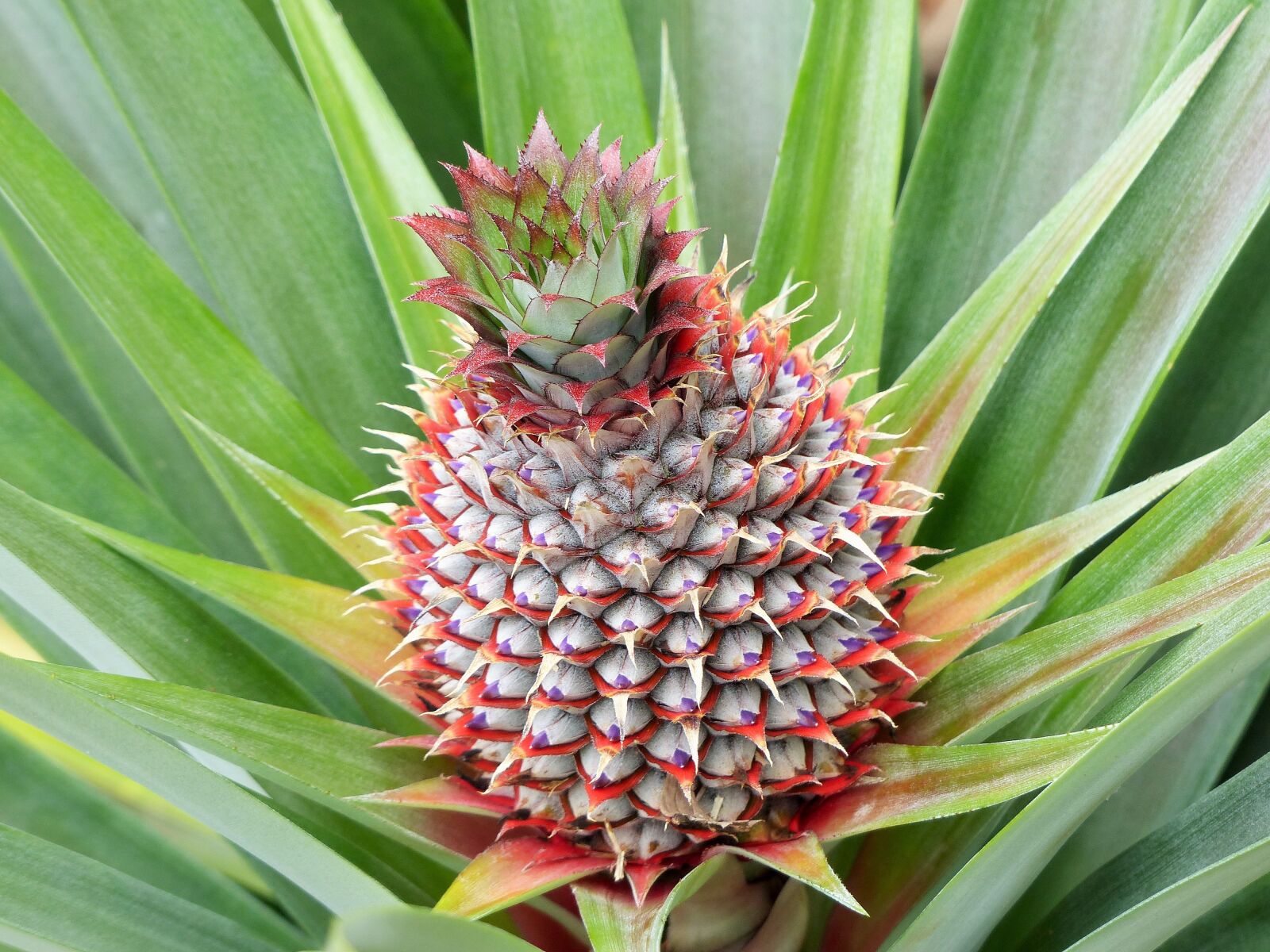 Panasonic Lumix DMC-FZ200 sample photo. Pineapple, plant, fruit photography