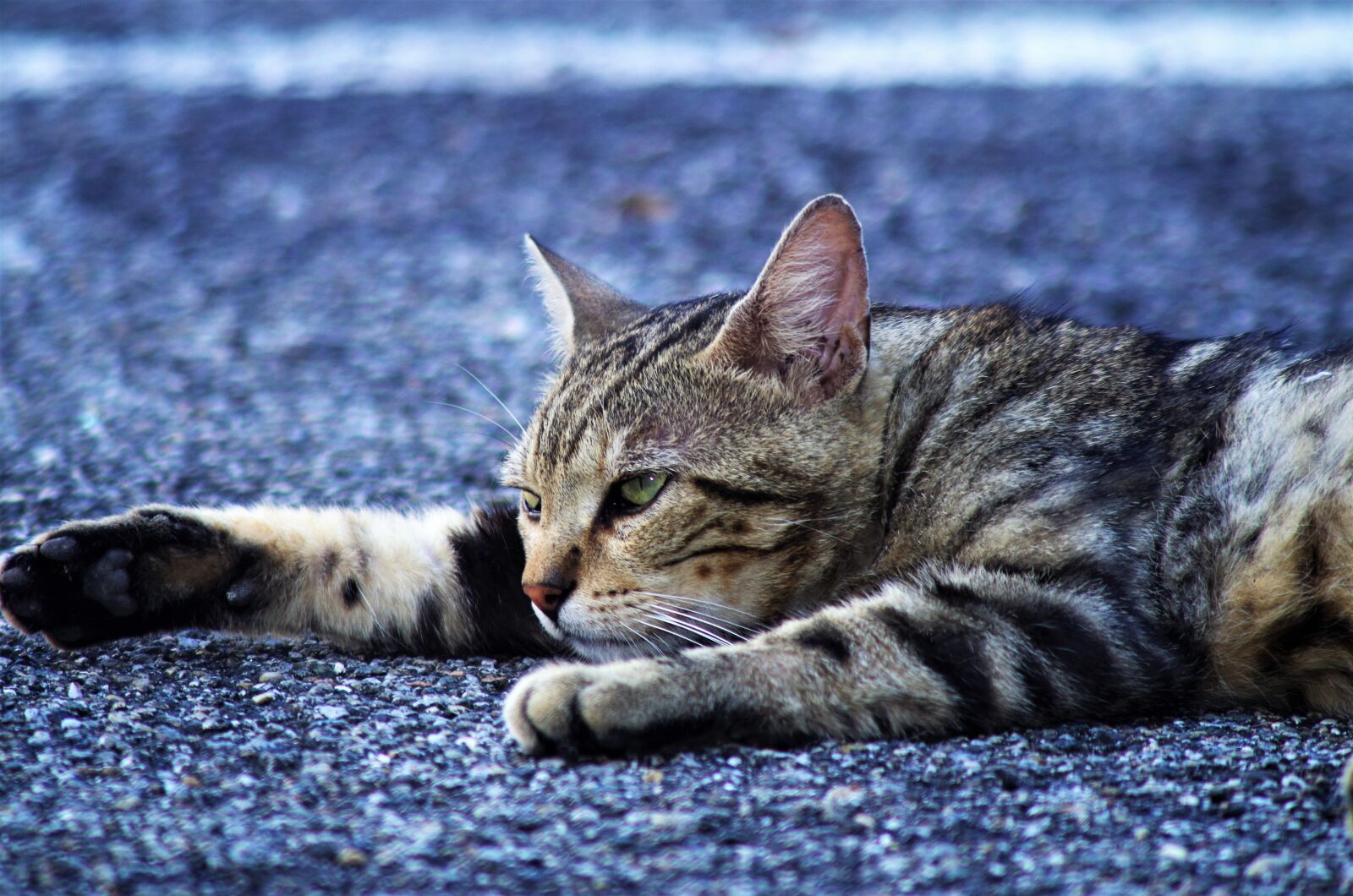 Pentax K-50 sample photo. Cat, cat european, calico photography