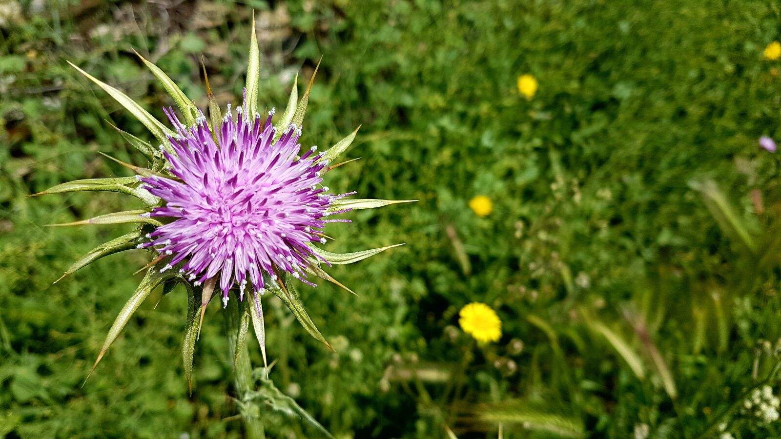 Samsung Galaxy S7 Edge sample photo. Nature, flowers, plant photography