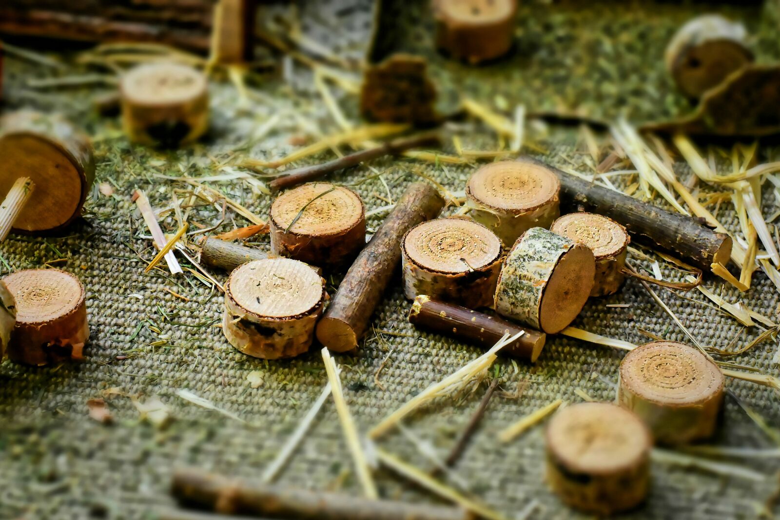 Nikon D7200 sample photo. Wood slices, birch, birch photography