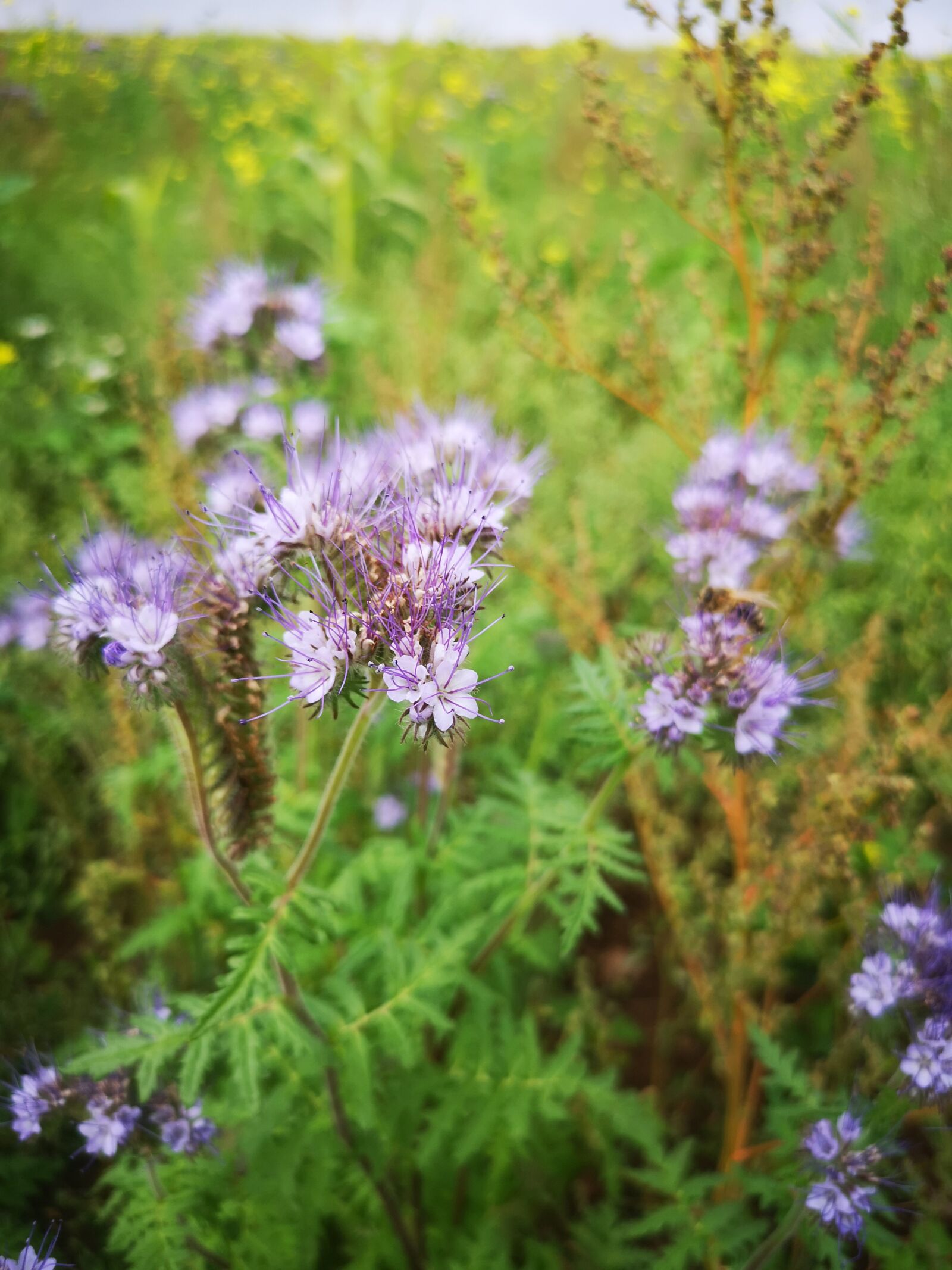 HUAWEI CLT-L29 sample photo. Flower bee, field, green photography