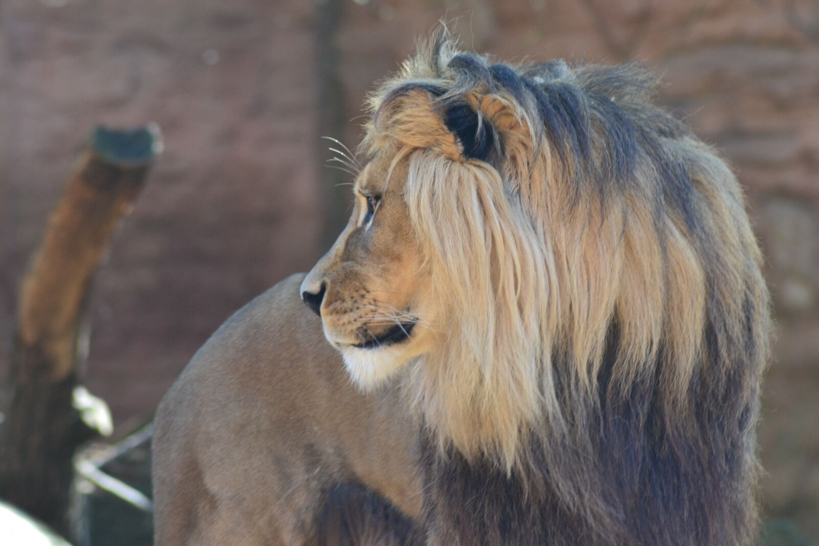 Nikon D3100 sample photo. Lion, savannah, big cat photography
