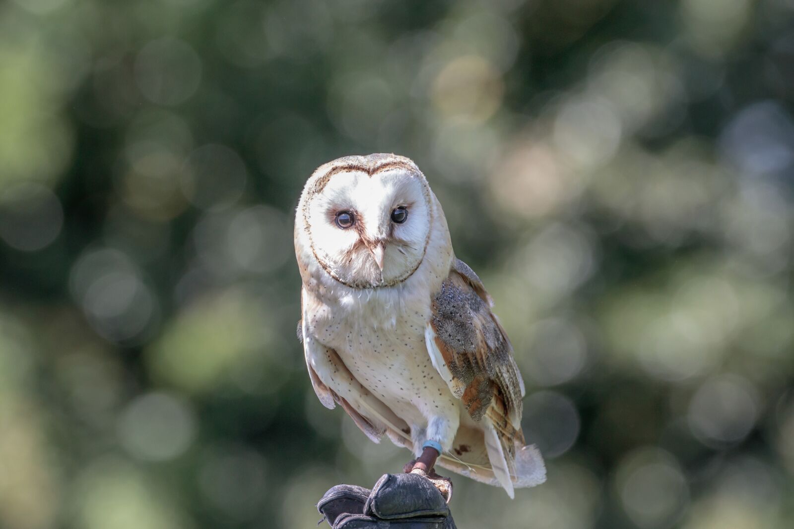 Canon EOS 80D sample photo. Barn owl, owl, bird photography