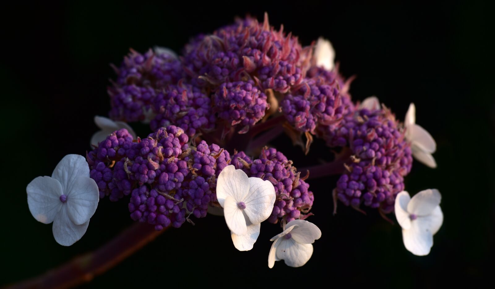 Nikon D750 sample photo. Hydrangea, purple, blossom photography