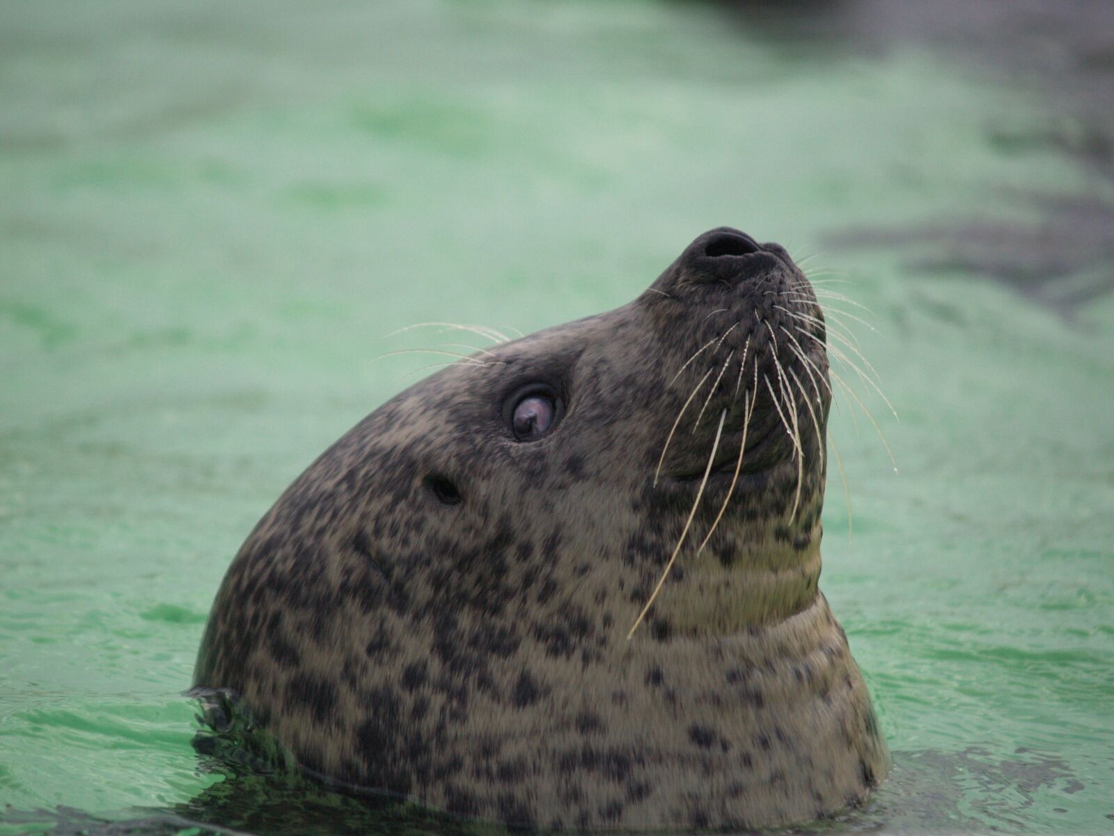 Olympus E-500 (EVOLT E-500) sample photo. Seal, whiskers, eyes photography