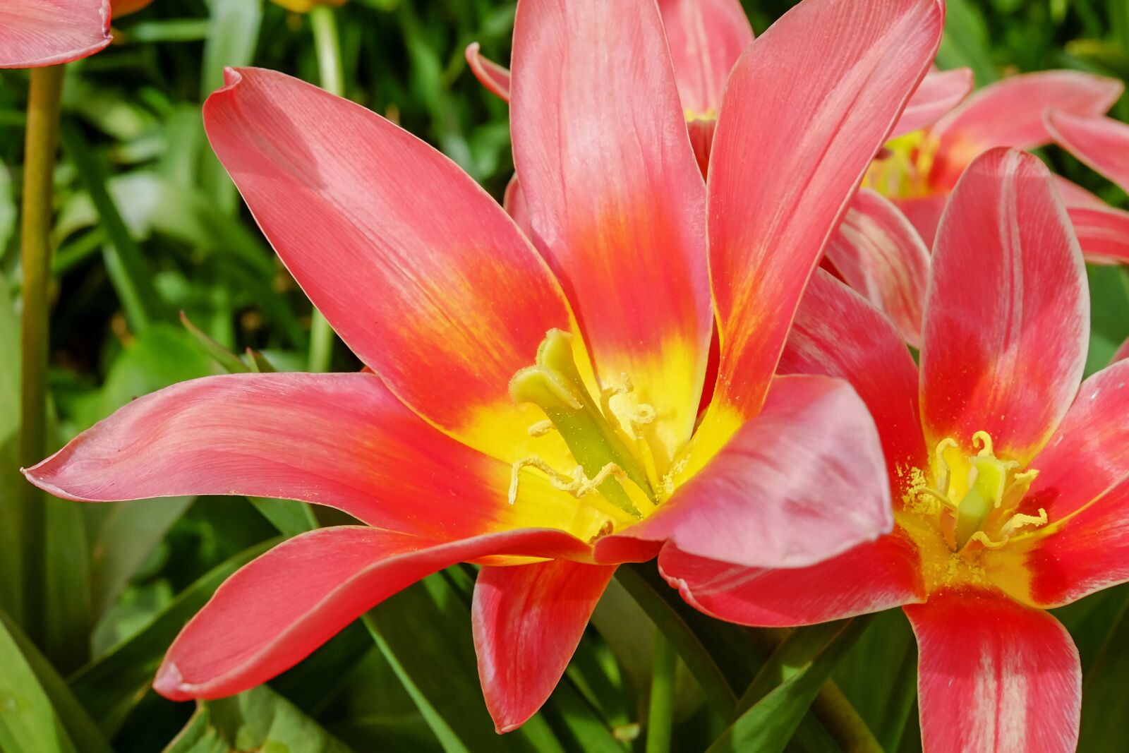 Fujifilm X-T10 + Fujifilm XF 35mm F1.4 R sample photo. Tulip, spring flower, blossom photography