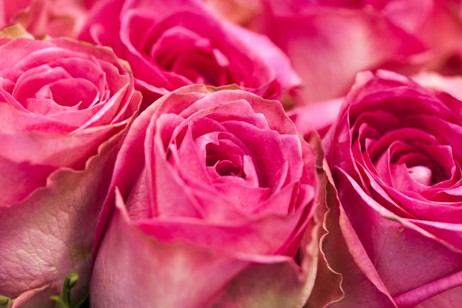 Canon EOS 5D Mark II + Canon EF 100mm F2.8L Macro IS USM sample photo. Roses, pink, flowers photography