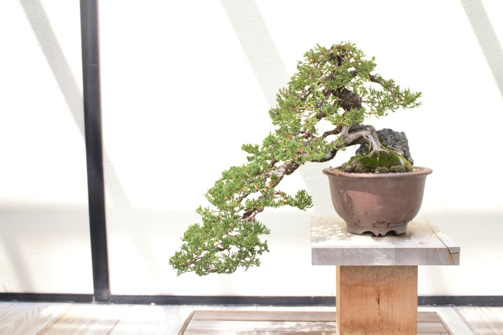 Canon EOS 550D (EOS Rebel T2i / EOS Kiss X4) sample photo. Bonsai, tree, leaves photography