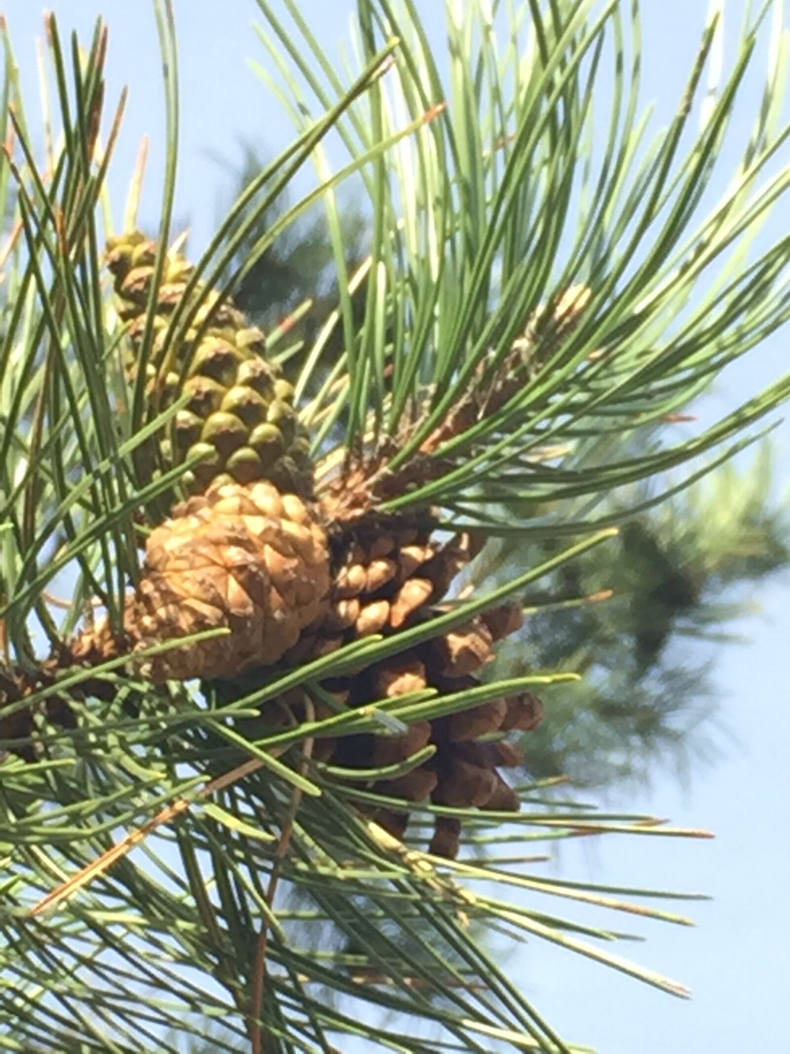iPhone 6 back camera 4.15mm f/2.2 sample photo. Colors, courtney, mikey, nature photography