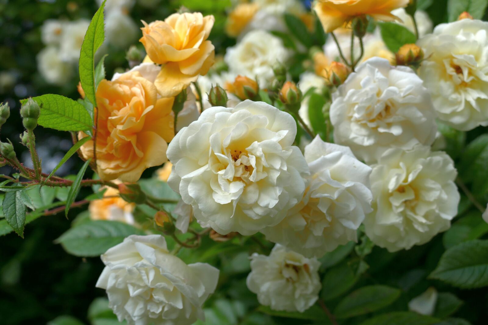 Panasonic Lumix DMC-FZ1000 sample photo. Rose, garden, flower photography