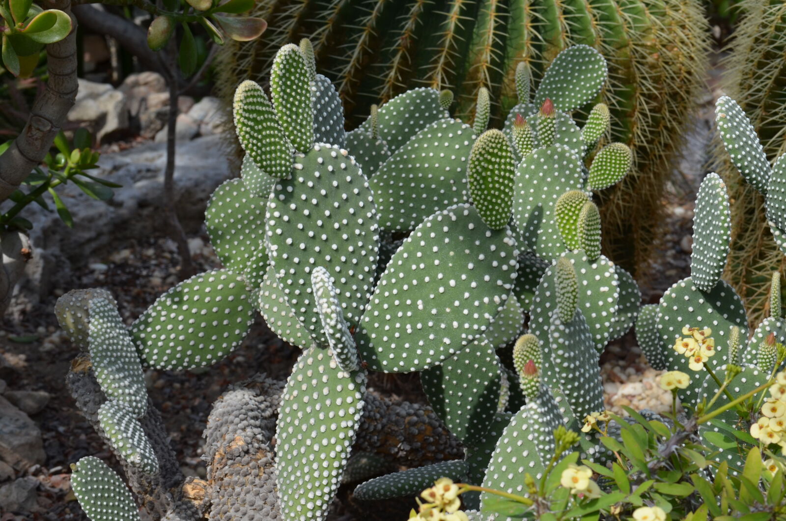 Nikon D5100 sample photo