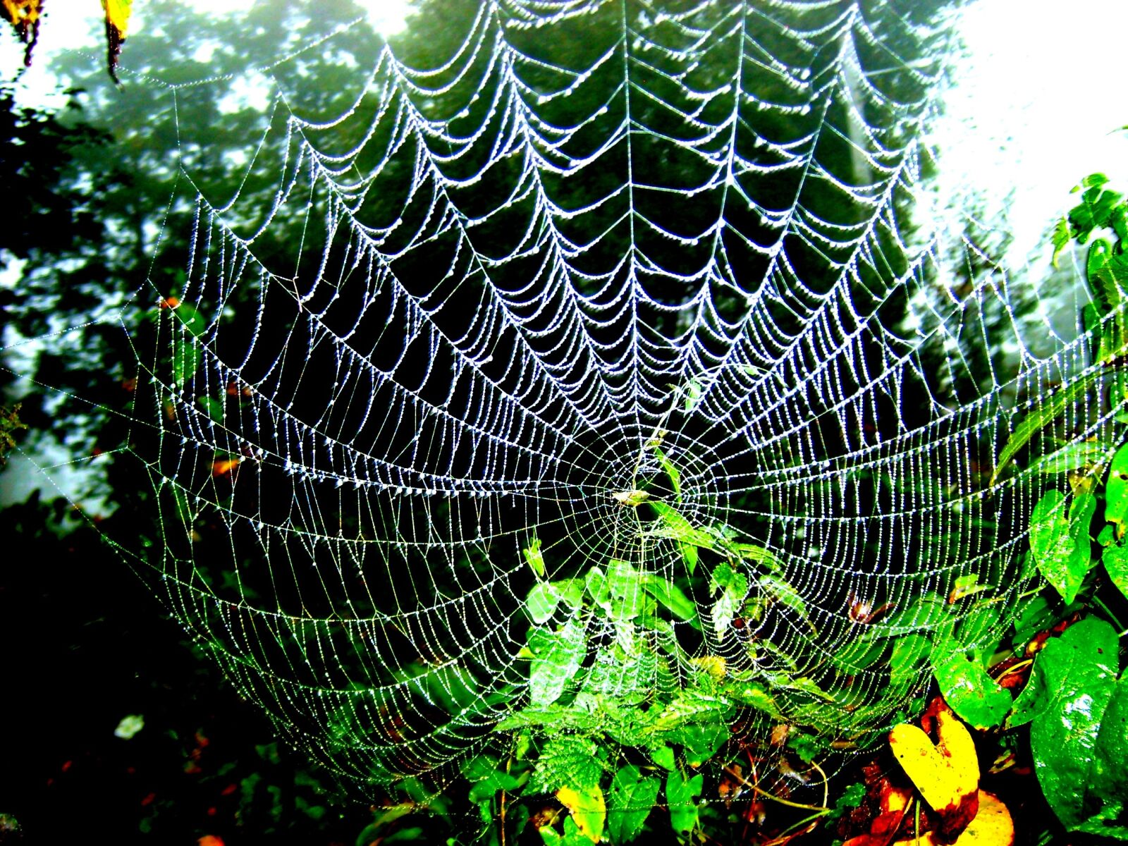 Samsung Digimax S500 / Kenox S500 / Digimax Cyber 530 sample photo. Cobweb, foliage, green photography