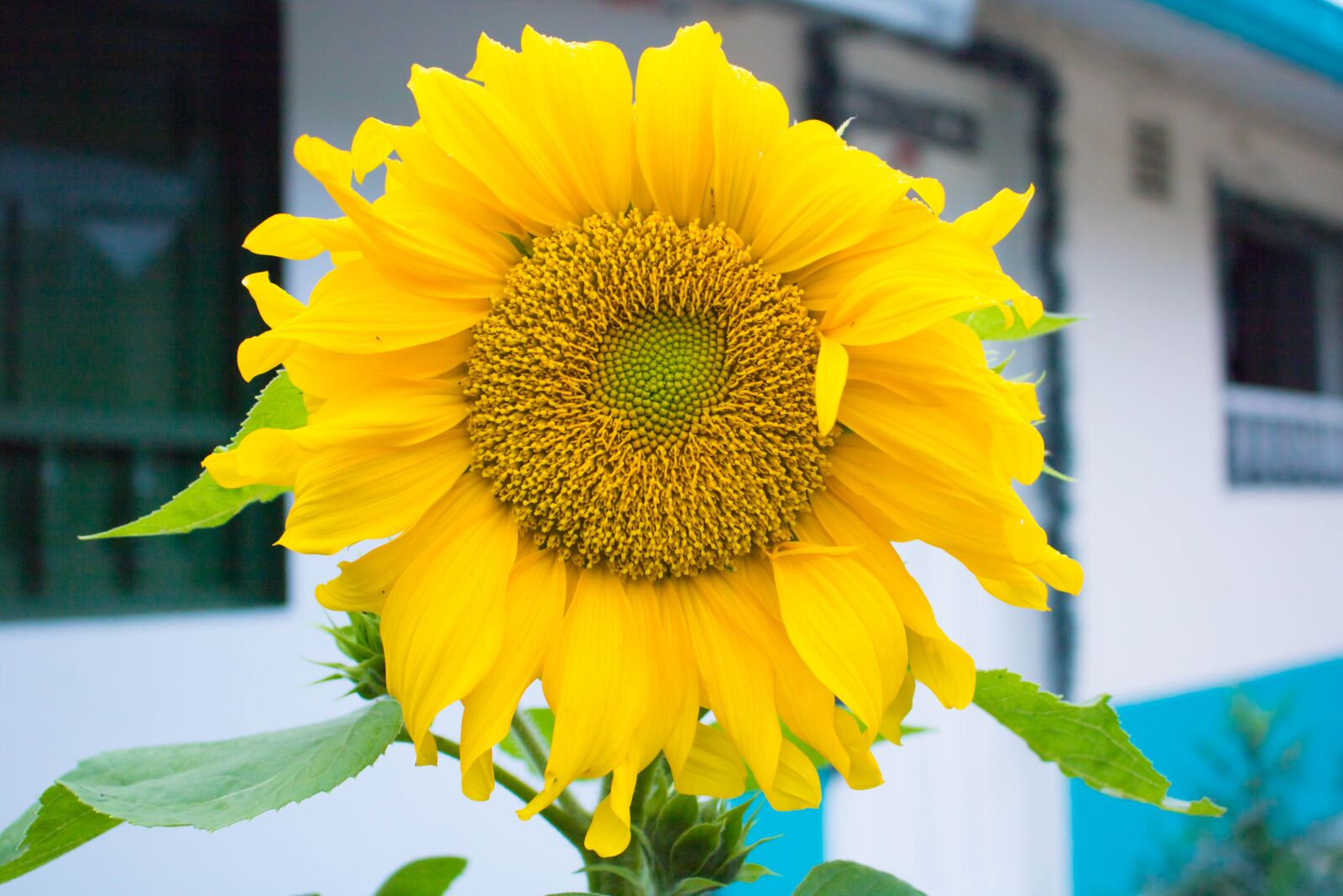 Canon EOS 750D (EOS Rebel T6i / EOS Kiss X8i) sample photo. Sunflower, flower, yellow photography