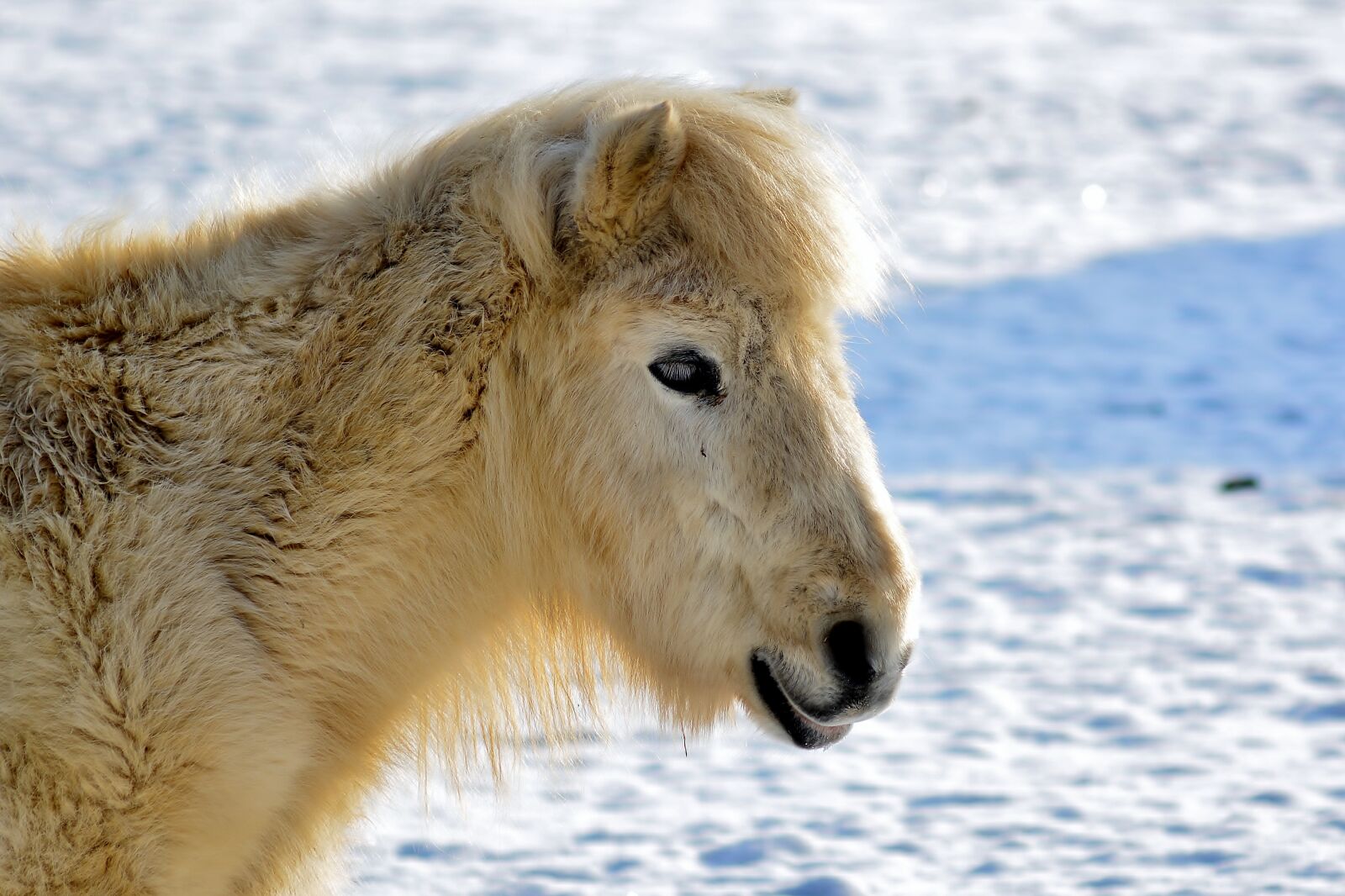 Nikon D5200 sample photo. Pony, winter, snow photography