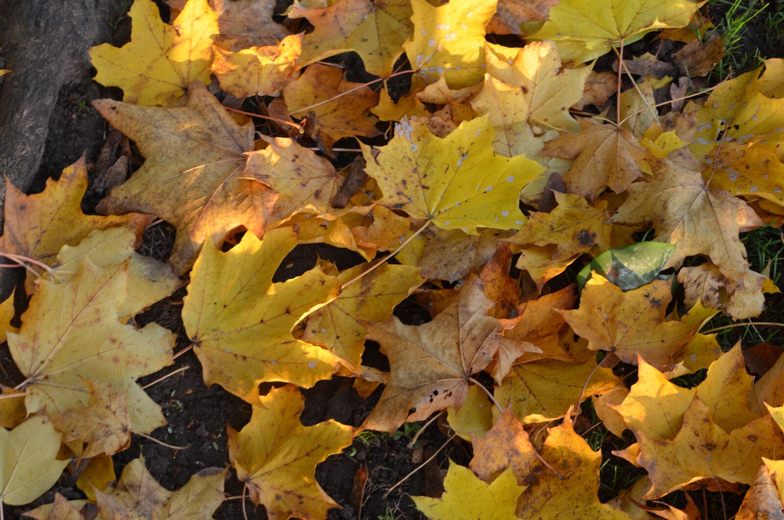 Nikon D5100 sample photo. Autumn, leaves, leaf photography