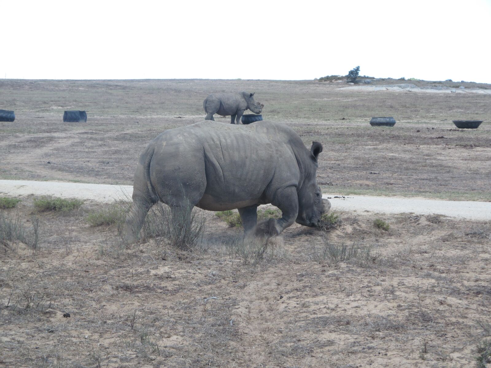 Canon PowerShot SX150 IS sample photo. Rhino, wildlife, south africa photography