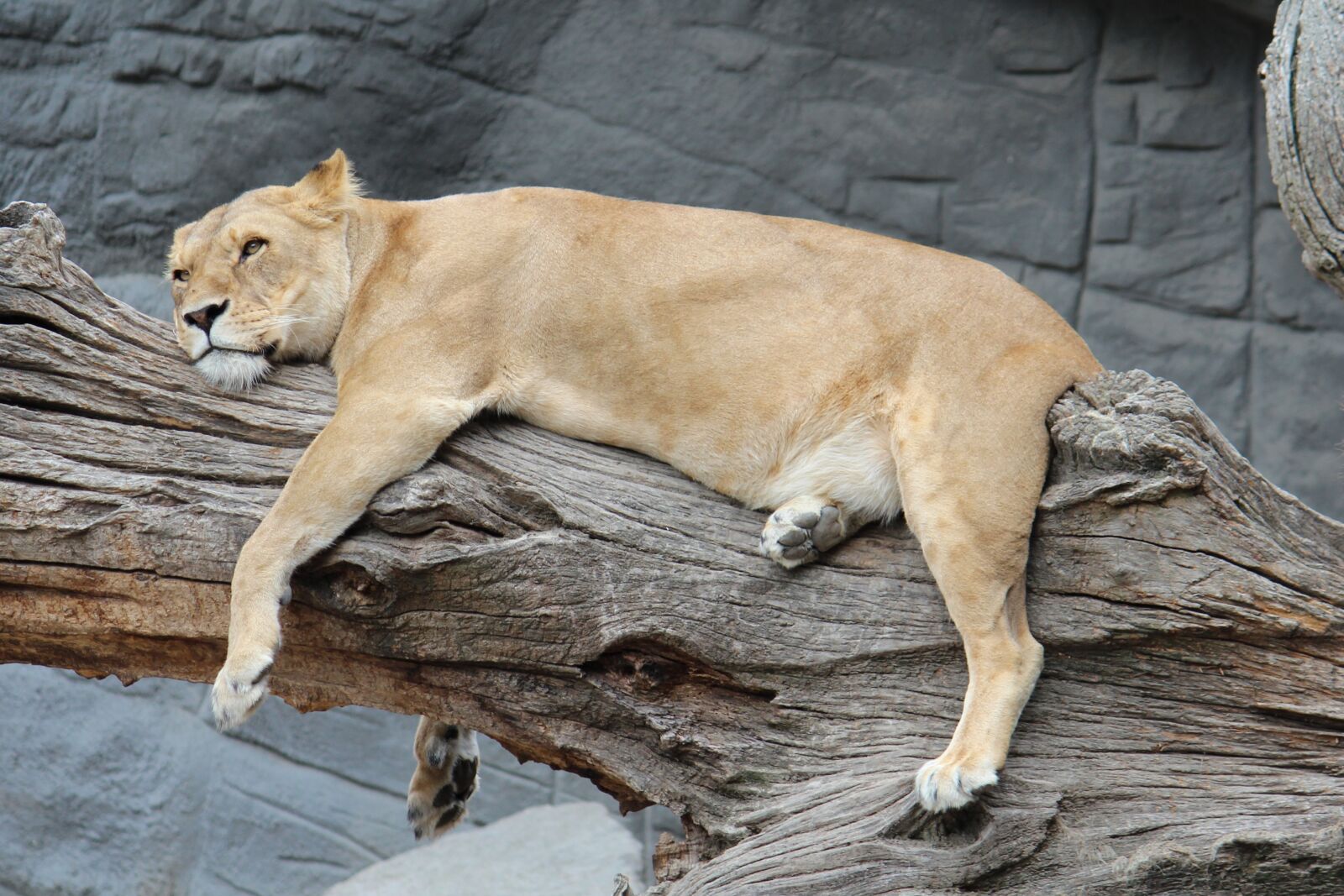 Canon EOS 600D (Rebel EOS T3i / EOS Kiss X5) sample photo. Zoo, hamburg, lioness photography
