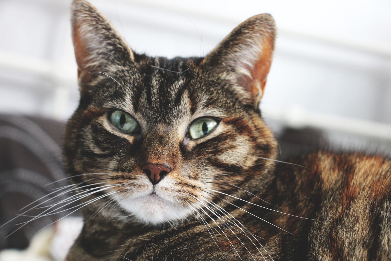 Canon EOS 70D sample photo. Cats, cat, pet photography