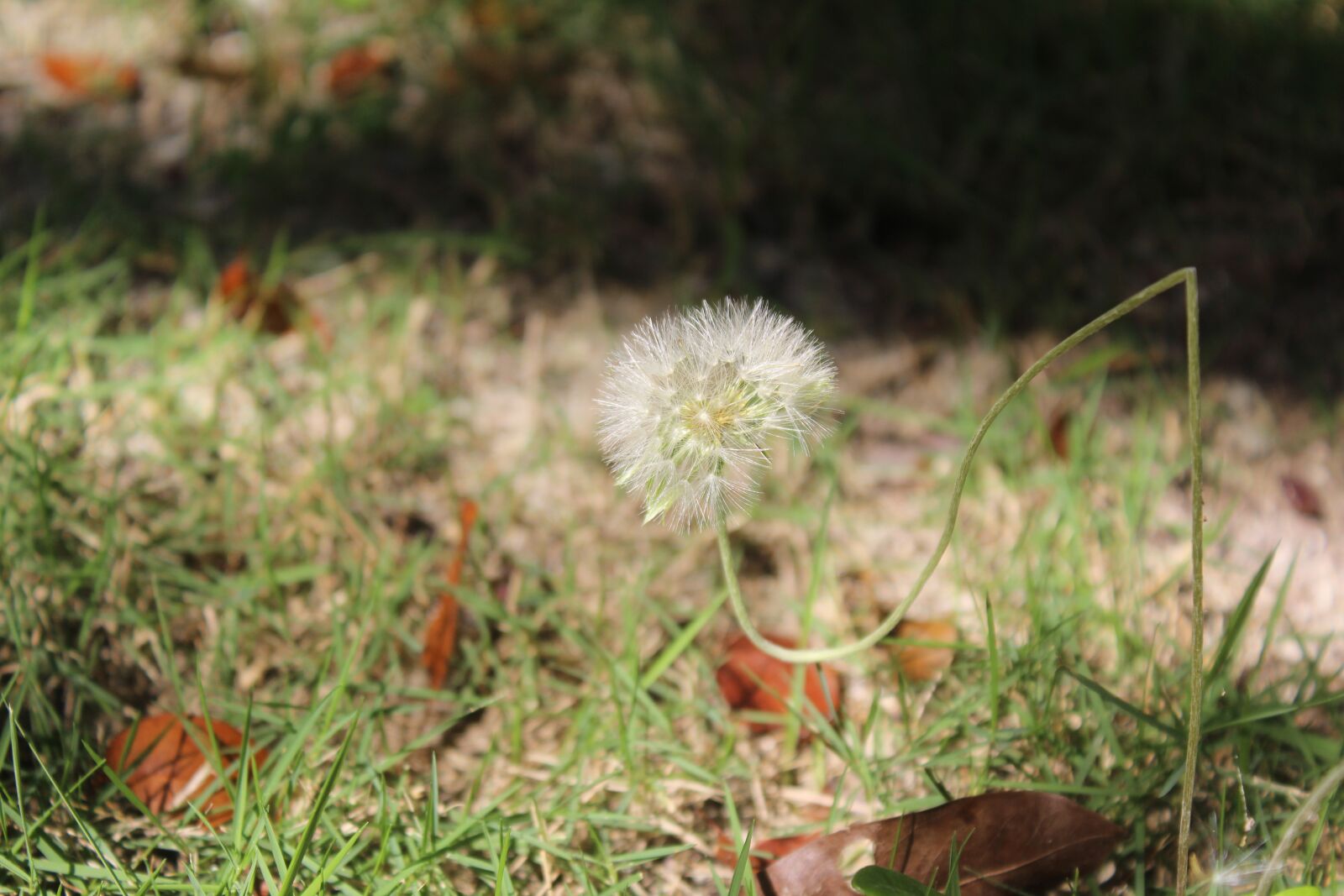 Canon EOS 1200D (EOS Rebel T5 / EOS Kiss X70 / EOS Hi) sample photo. Common, dandelion, flowering photography
