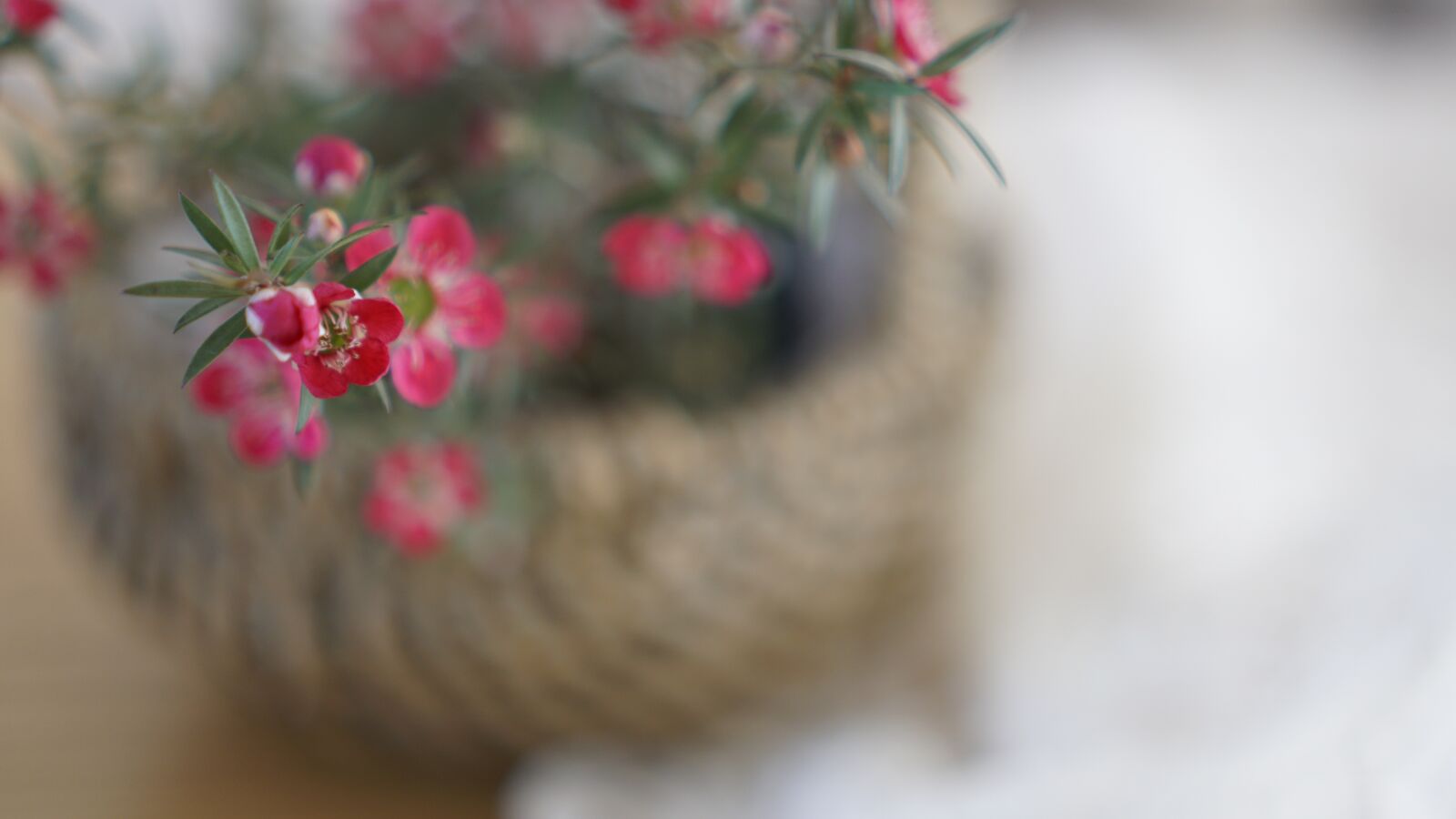 Sony a6500 sample photo. Spring flowers, small pots photography