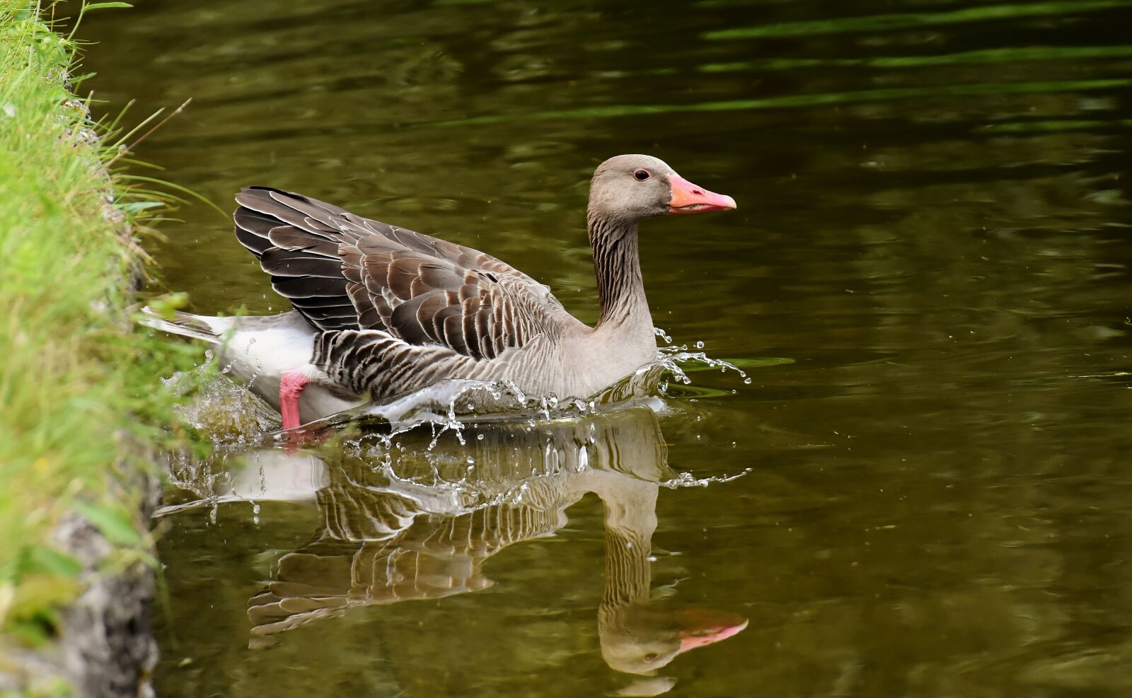 Nikon D7200 sample photo. Goose, wild goose, water photography