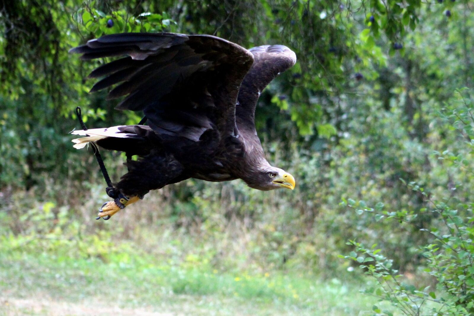 Canon EOS 600D (Rebel EOS T3i / EOS Kiss X5) sample photo. Eagle, tame, flight photography